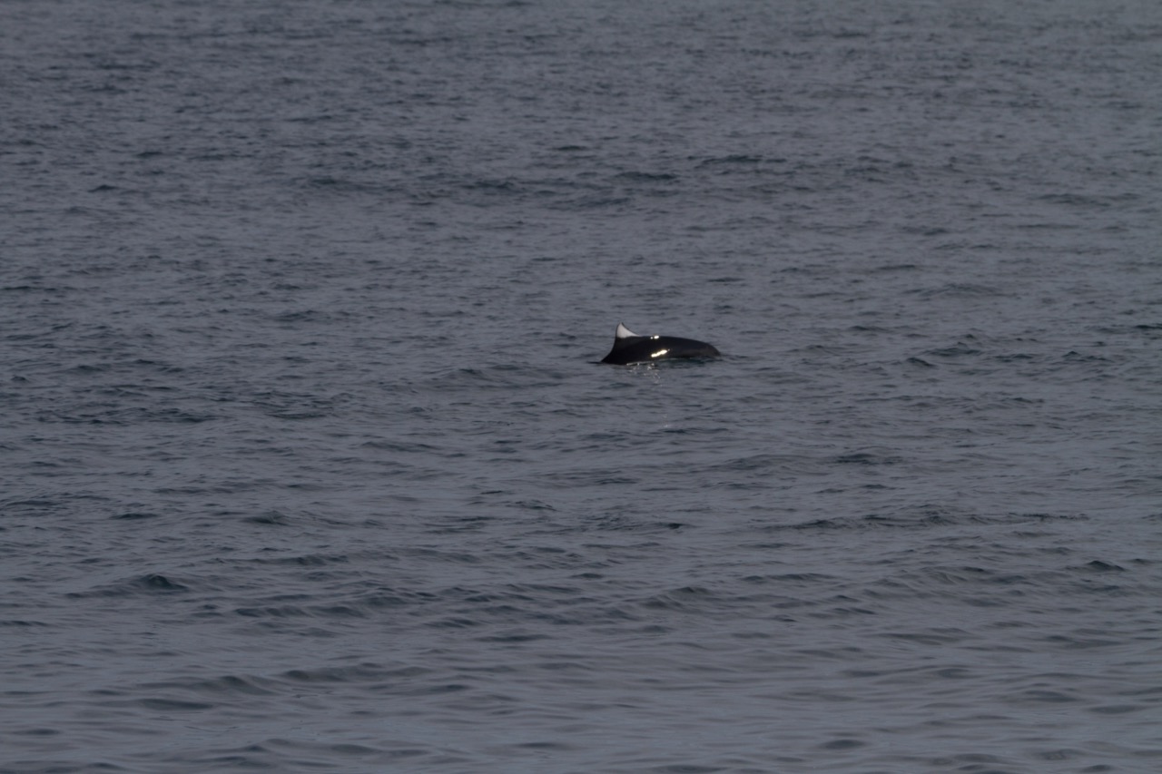 A dolphin's dorsal fin breaking the surface of a calm sea.