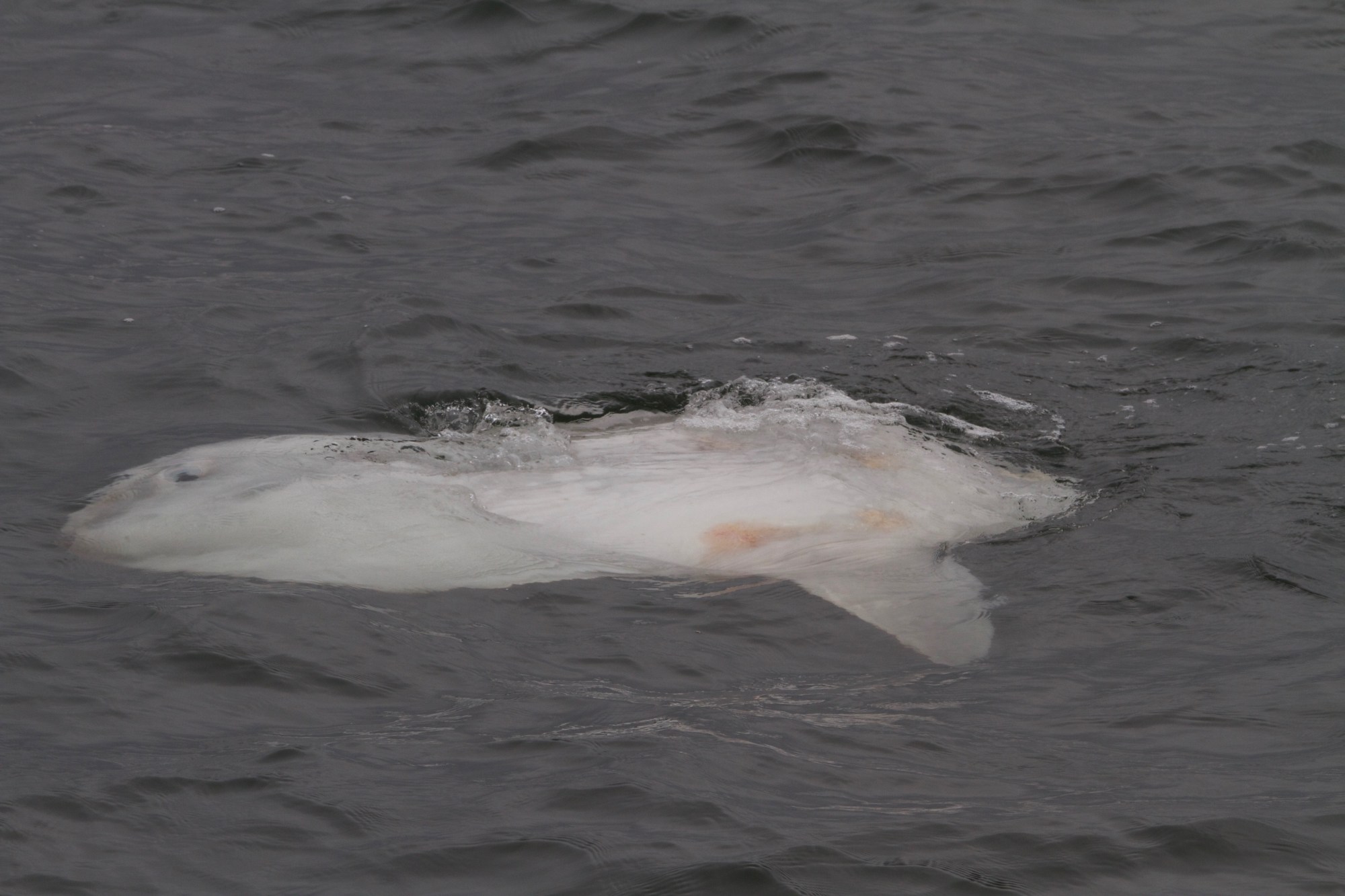 IMG_2860 White beluga whale swimming at the water surface