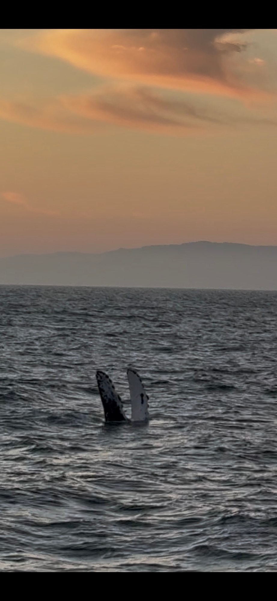 Whale flippers emerge from the ocean at sunset with orange sky and distant hills.