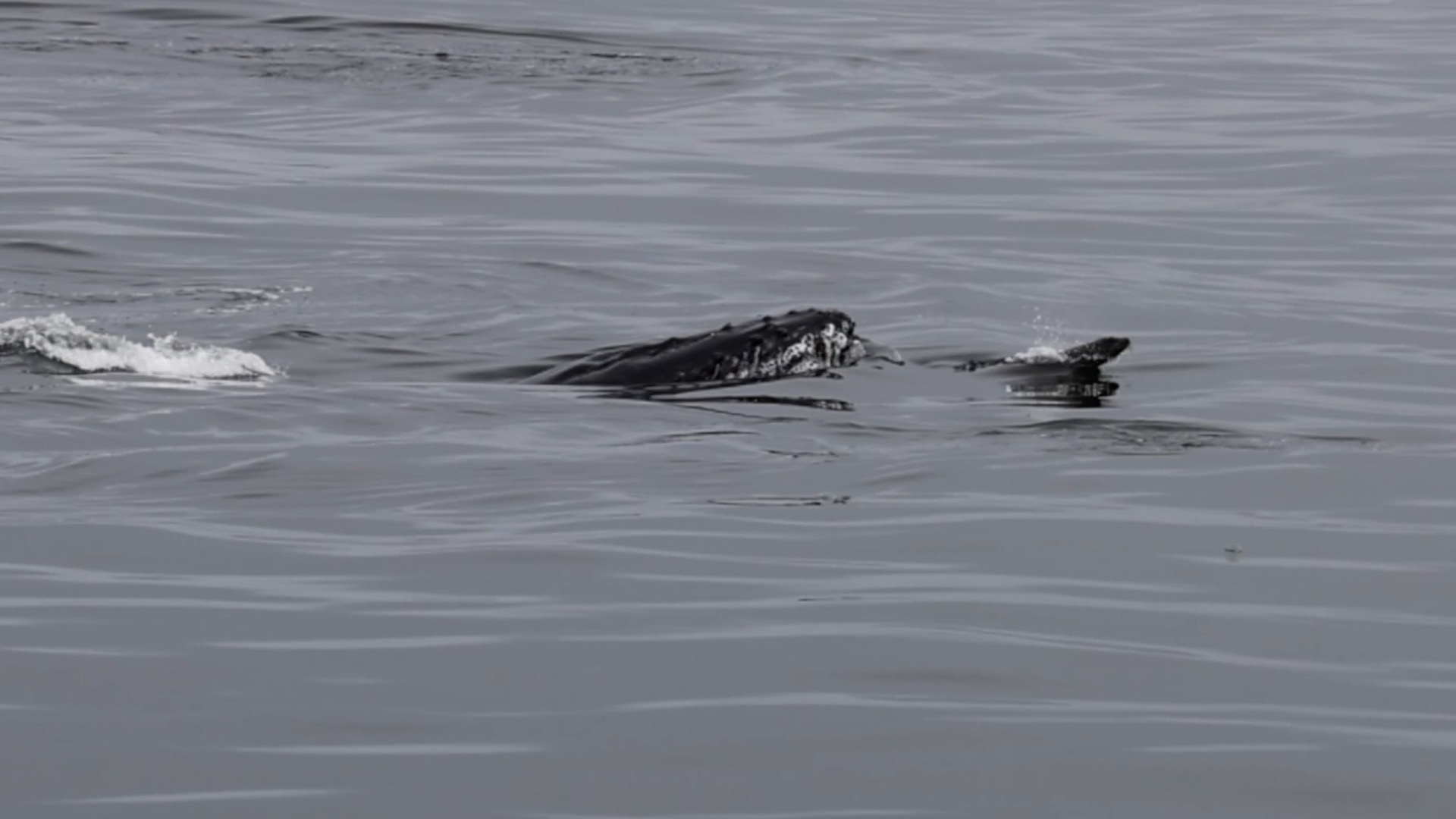 A humpback whale partially submerged, surfacing near calm ocean water.