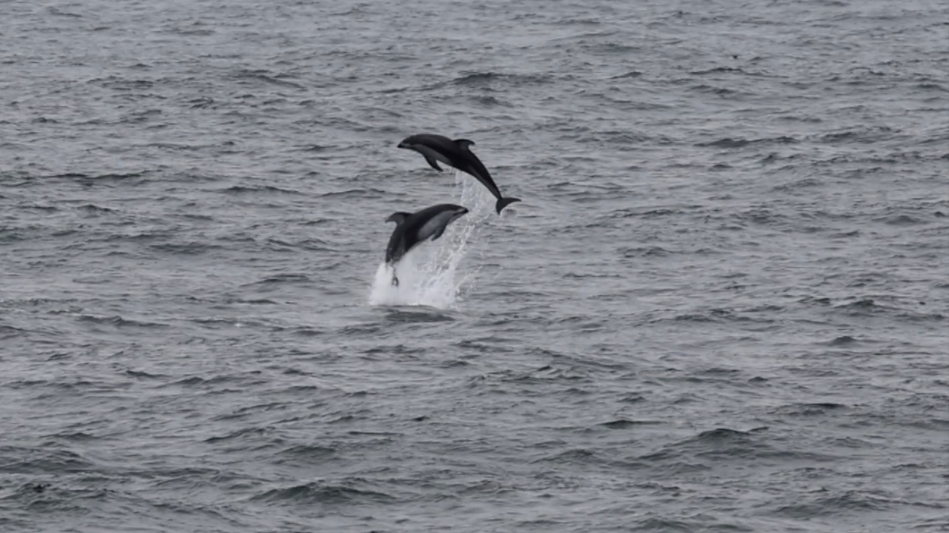 Two dolphins jumping out of the water in the ocean.