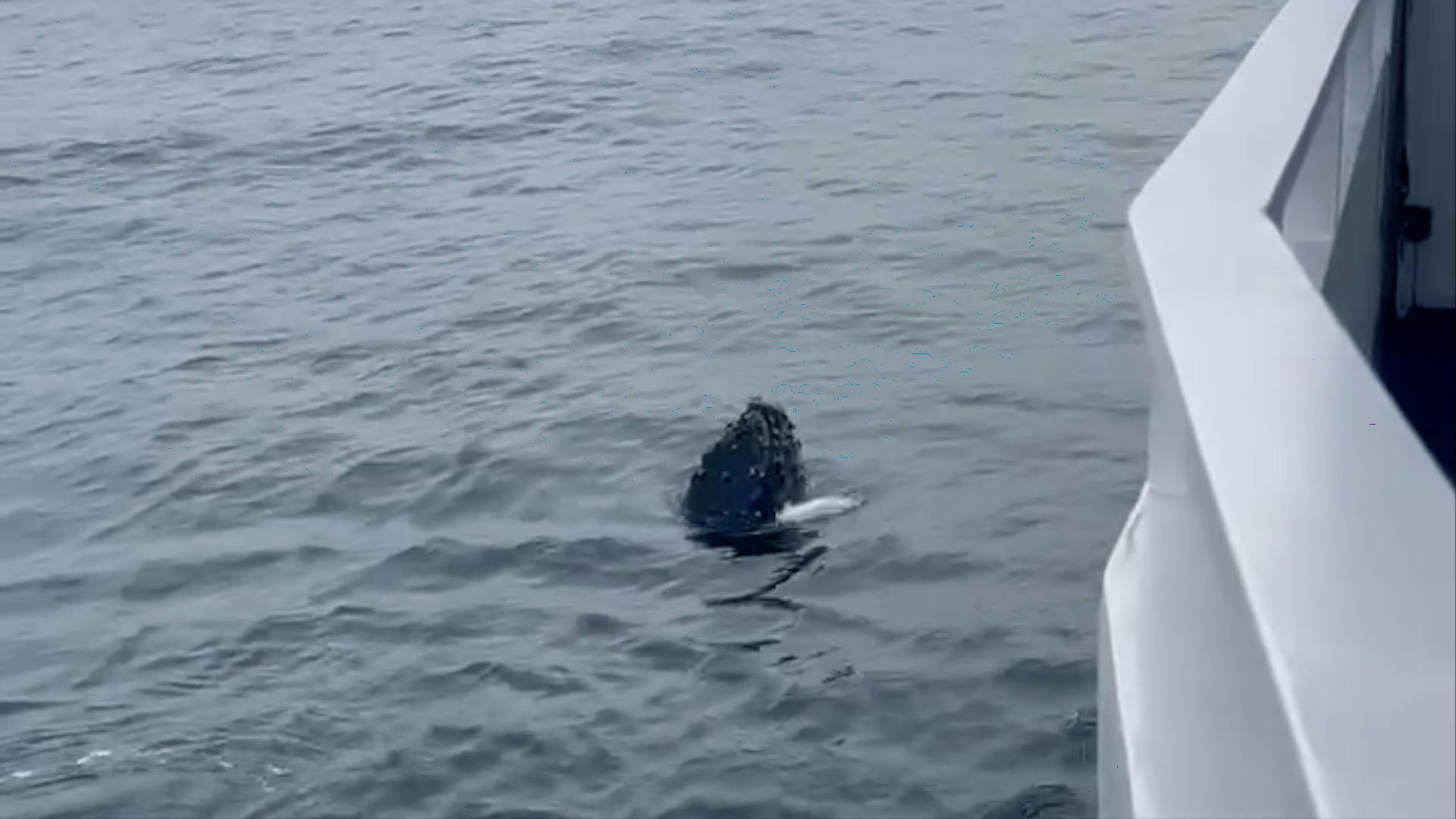 Whale surfacing near a boat on the ocean.