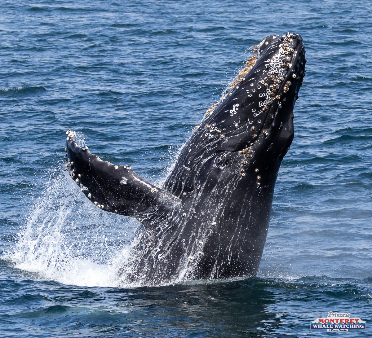 A humpback whale breaching water, with barnacles on its body, in the open sea.