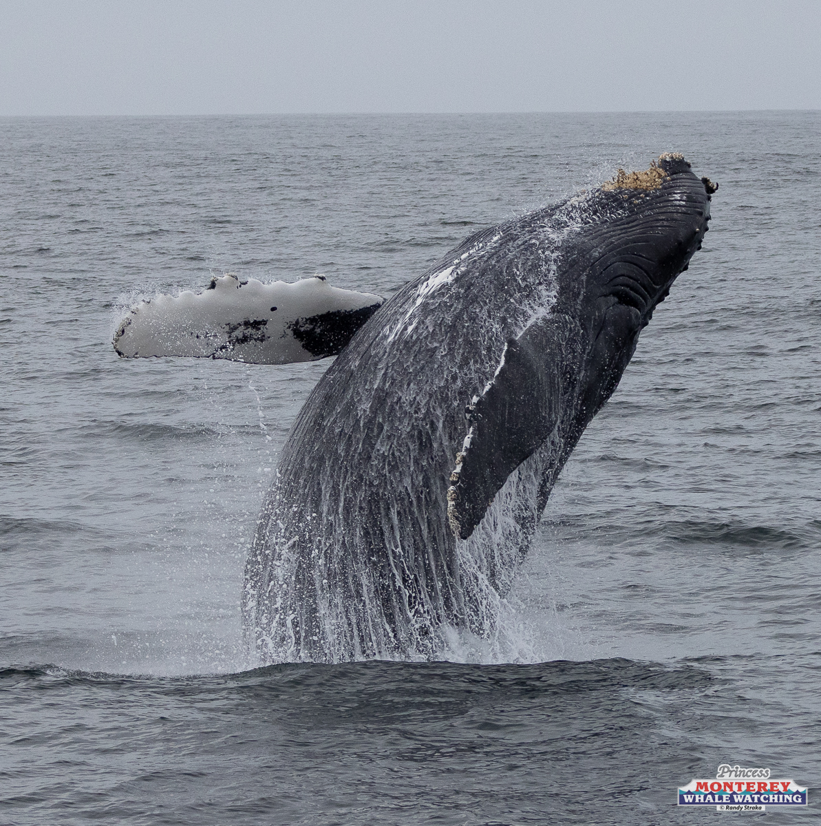Humpback whale breaching the ocean surface with water splashing.