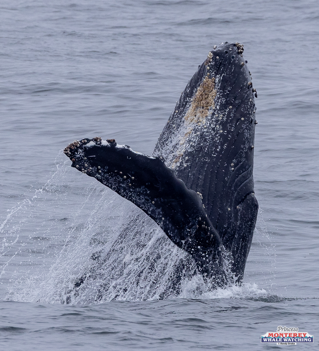 A humpback whale breaching the ocean surface, water splashing from its fin.