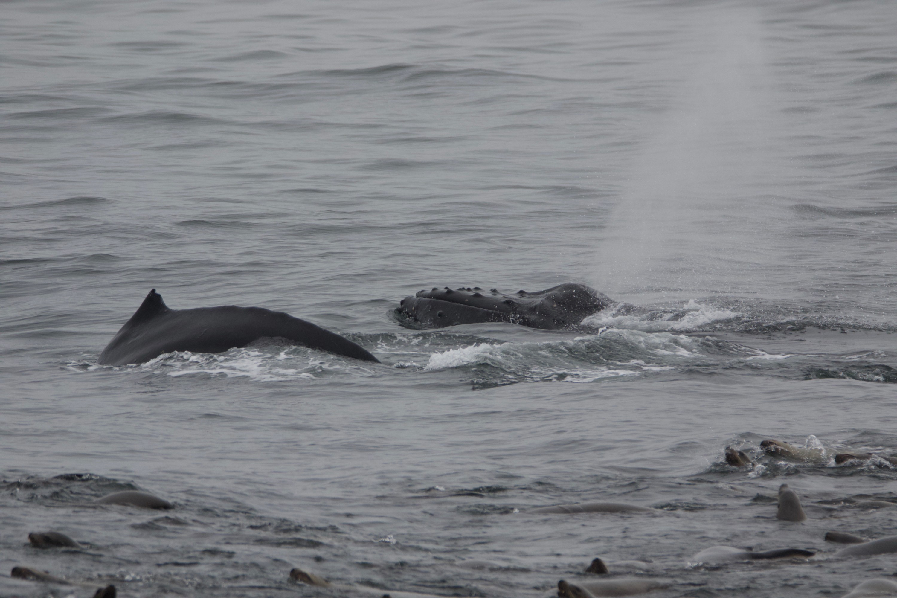Two whales surfacing in the ocean, surrounded by marine mammals.