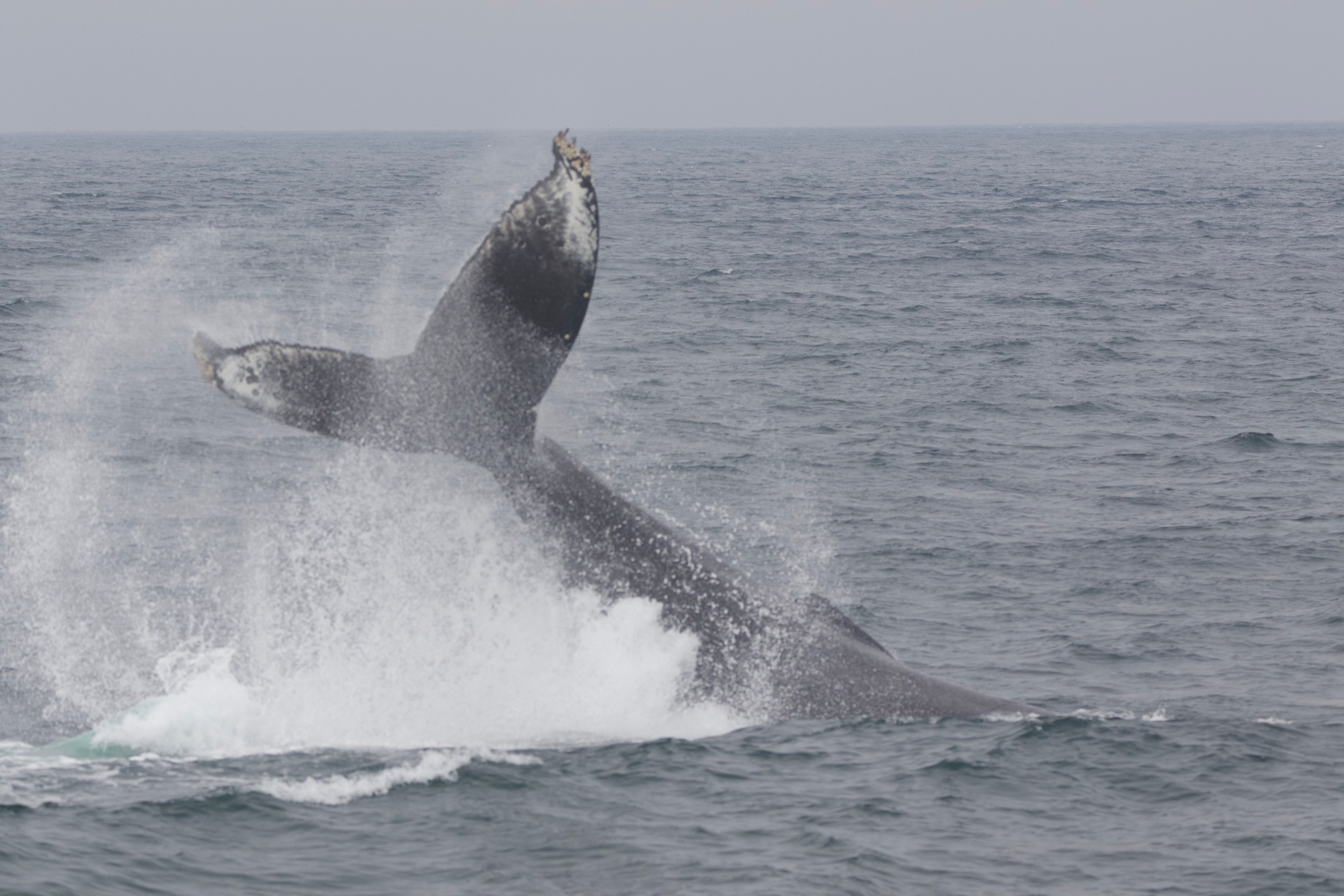 Whale tail splashing water as it dives into the ocean