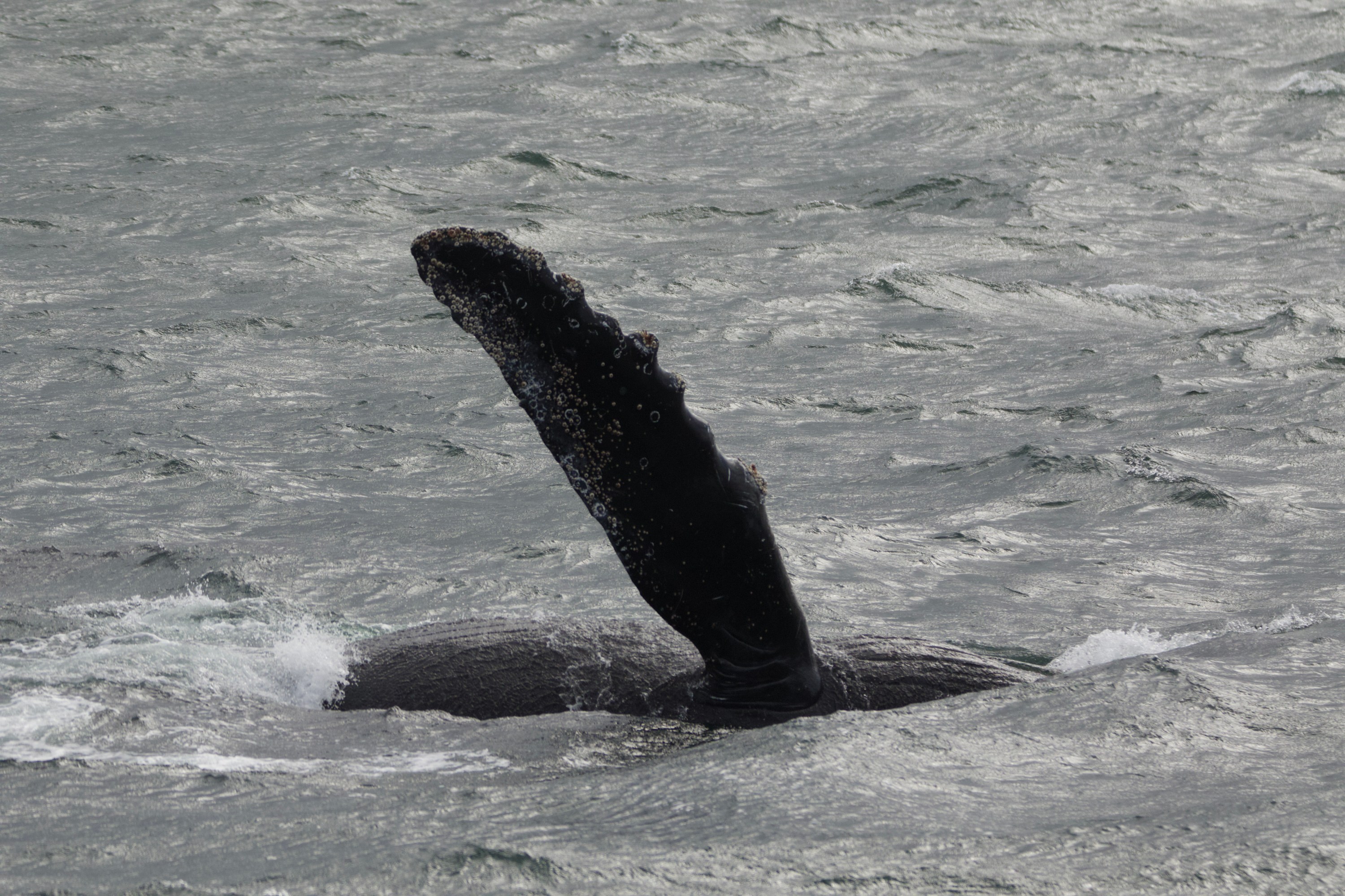 A whale fin above the water in a rippled sea.
