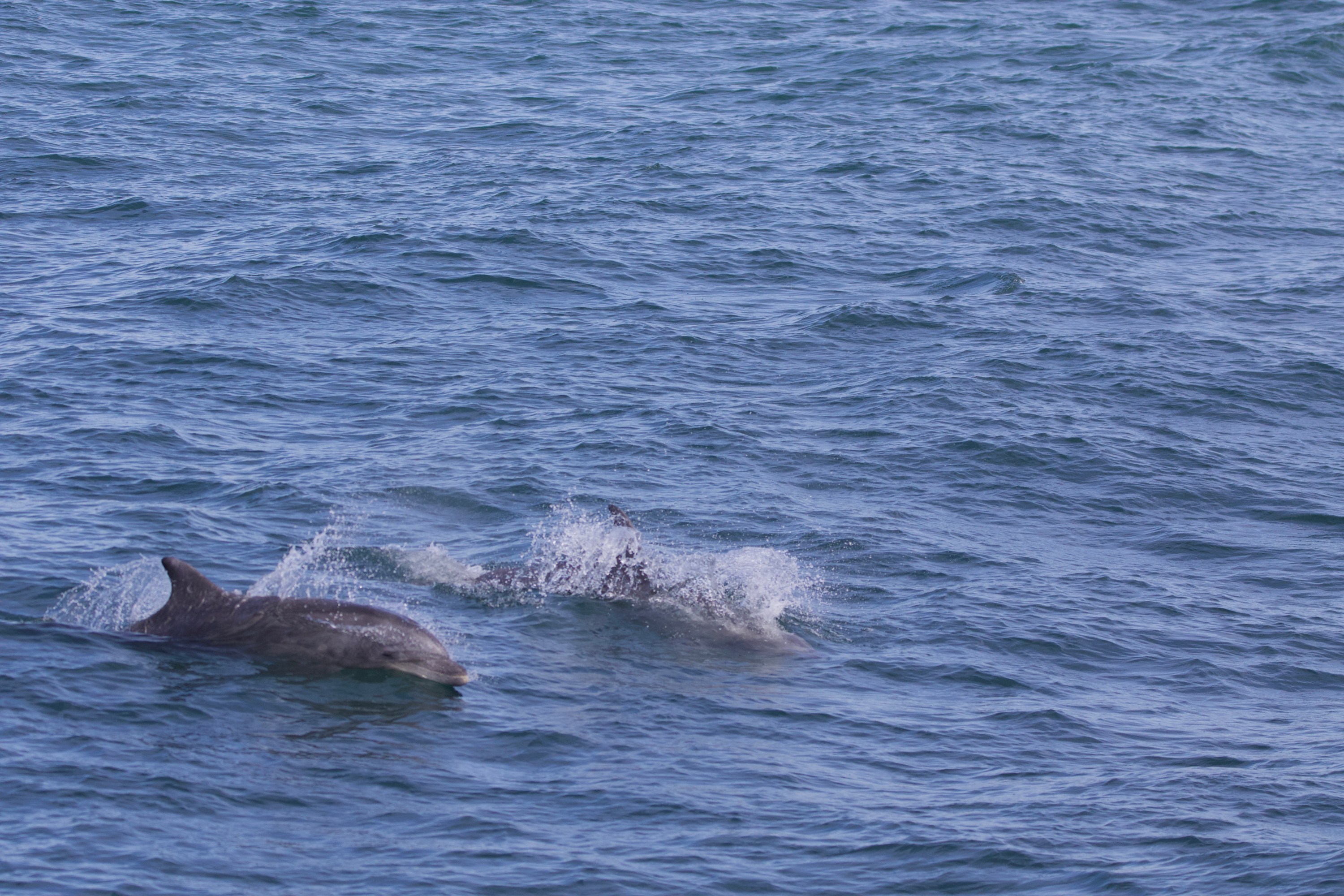 Two dolphins swimming and splashing in the ocean.