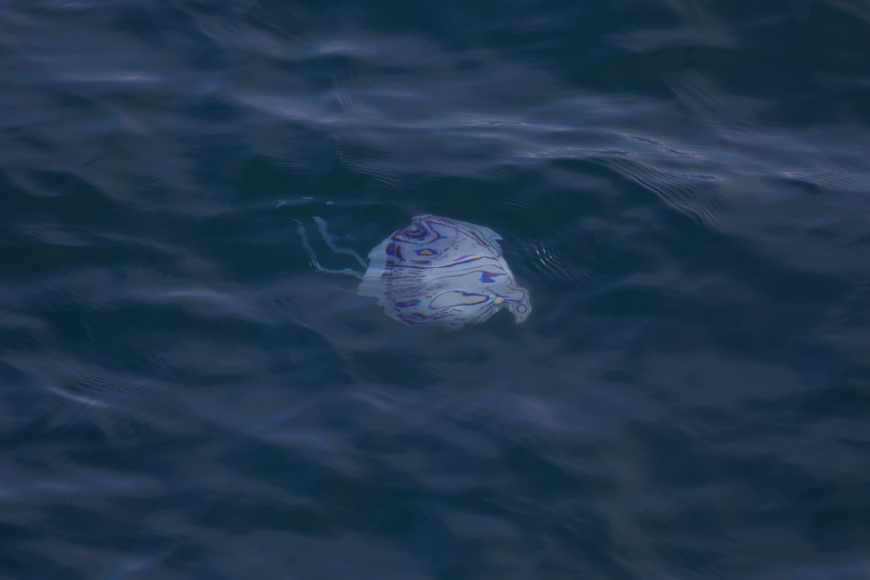 Jellyfish floating under dark blue rippled water surface.