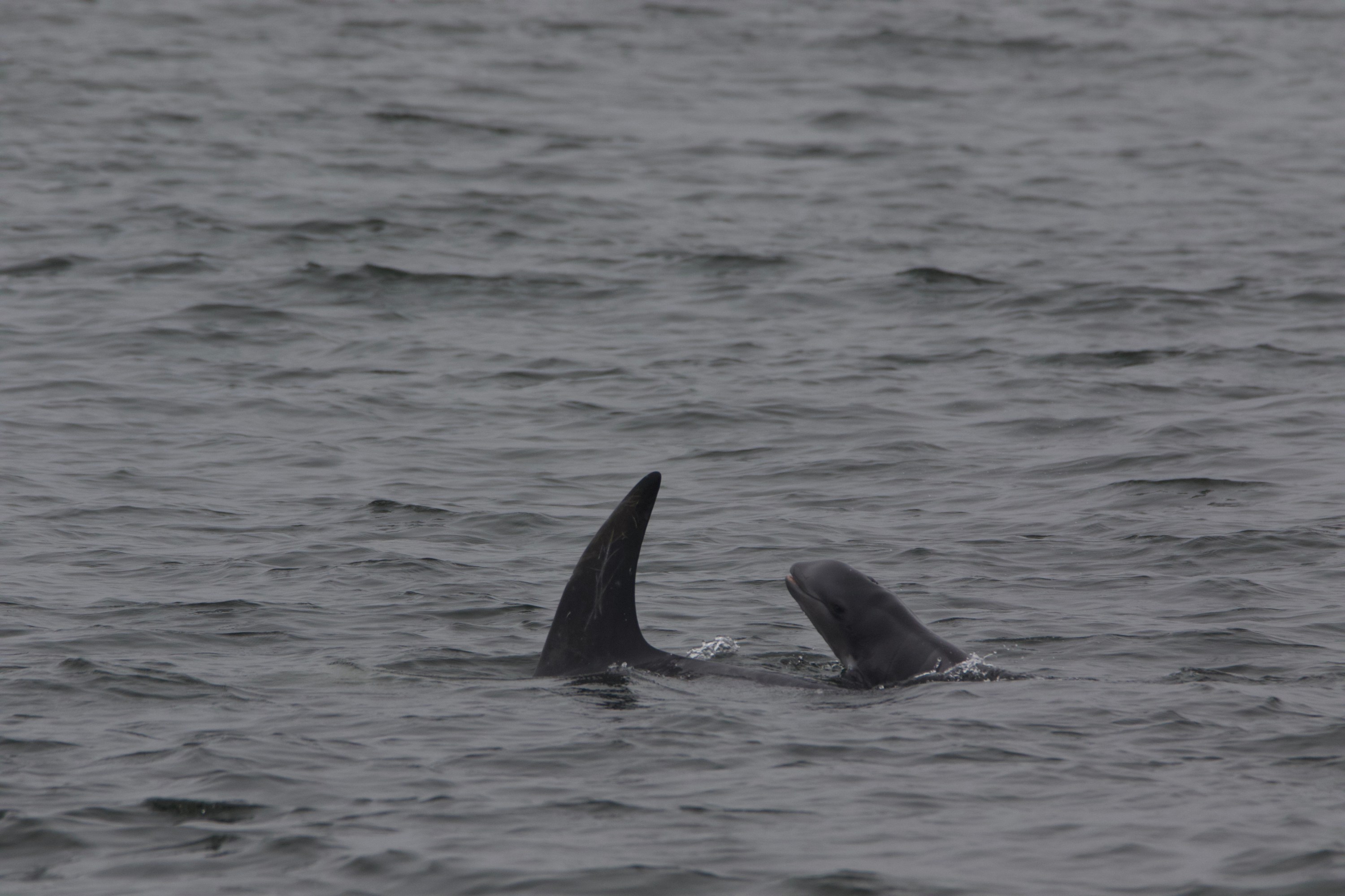 Dolphin fin and head visible above water surface in a calm ocean.