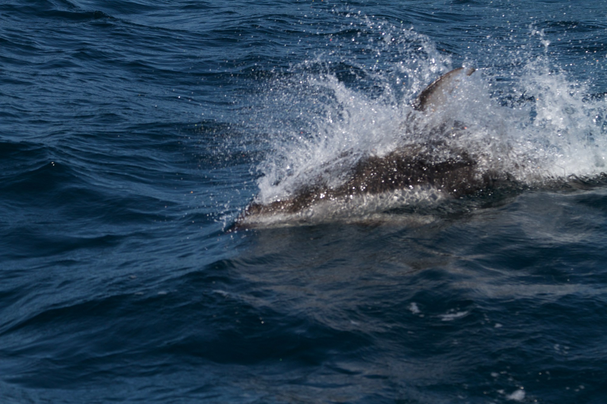 IMG_4771 A dolphin splashing in the ocean water with visible waves.