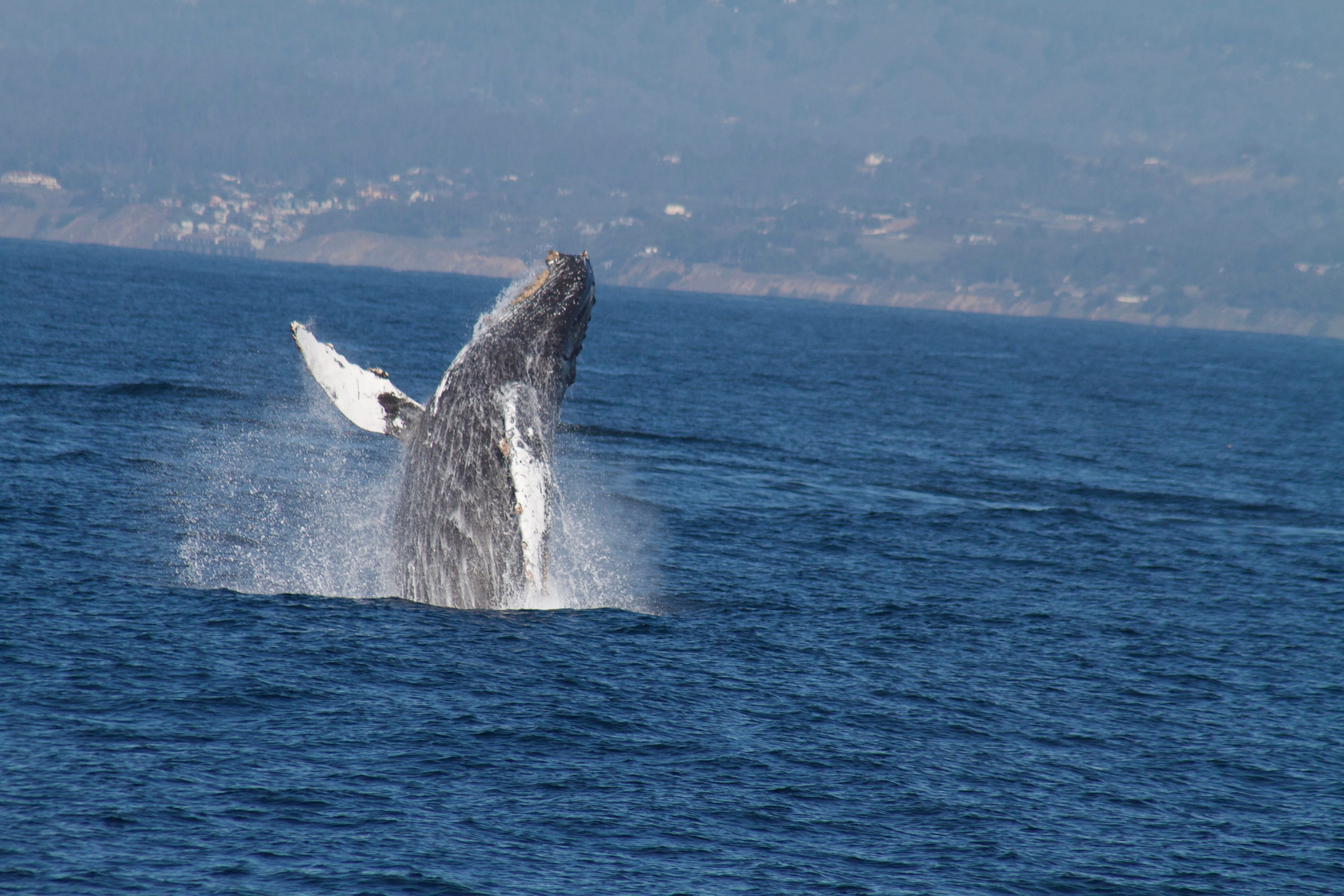 Humpback whale breaching out of the ocean with a distant coastline in the background.