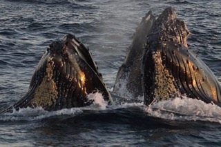 Two humpback whales surfacing together in ocean water.