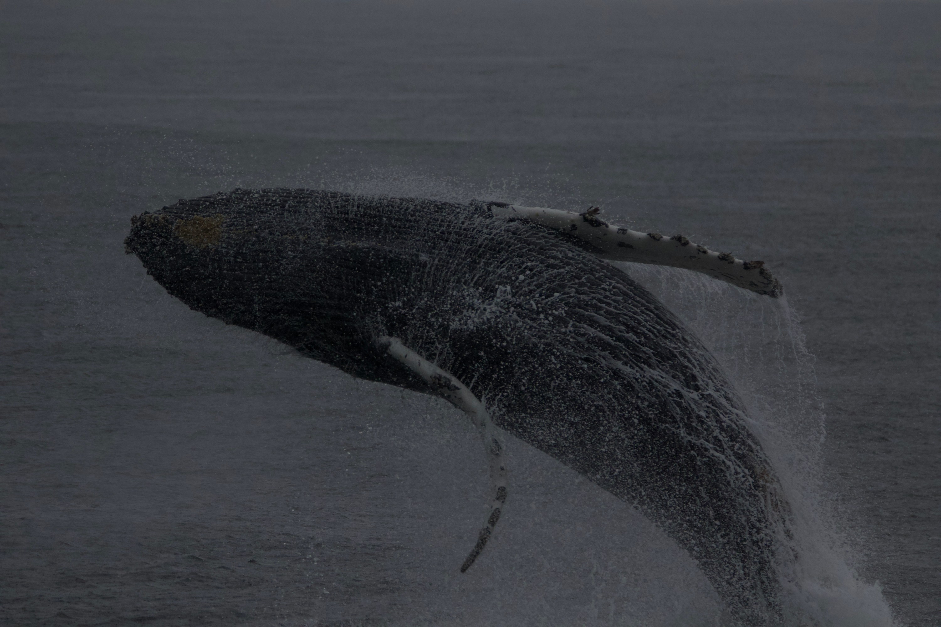 A humpback whale breaching the ocean surface with water splashing around.