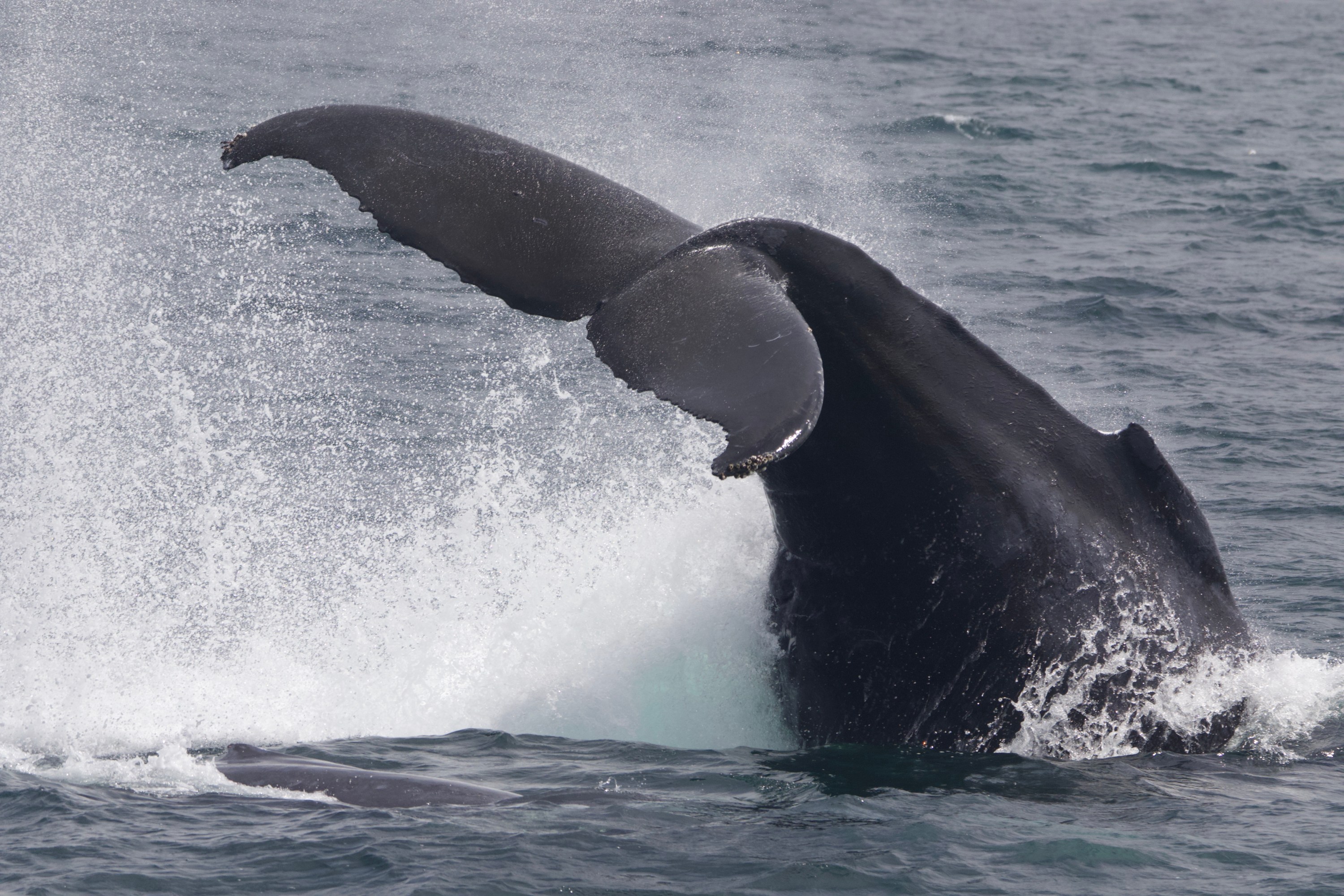 Humpback whale tail slapping the ocean water, creating splashes.