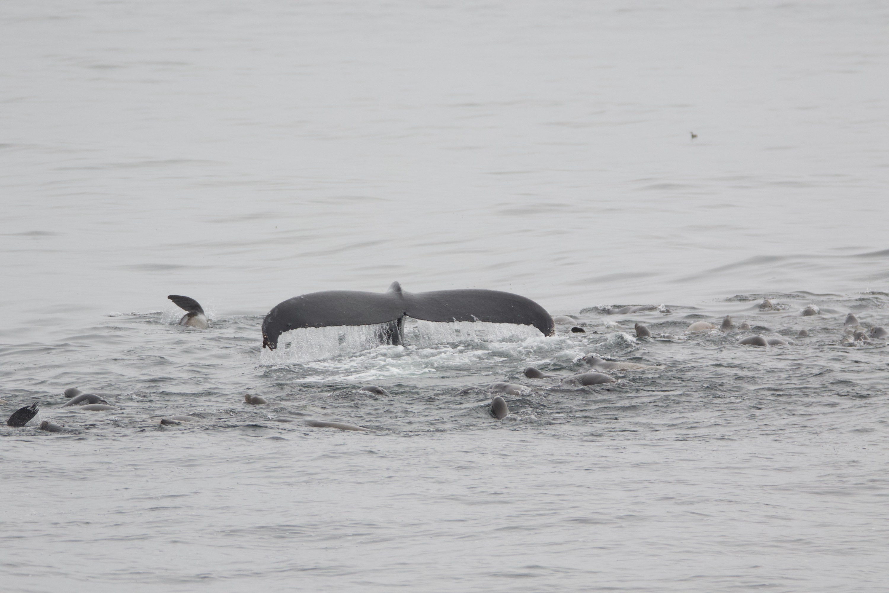 Whale tail emerging from water, surrounded by seals in the ocean.
