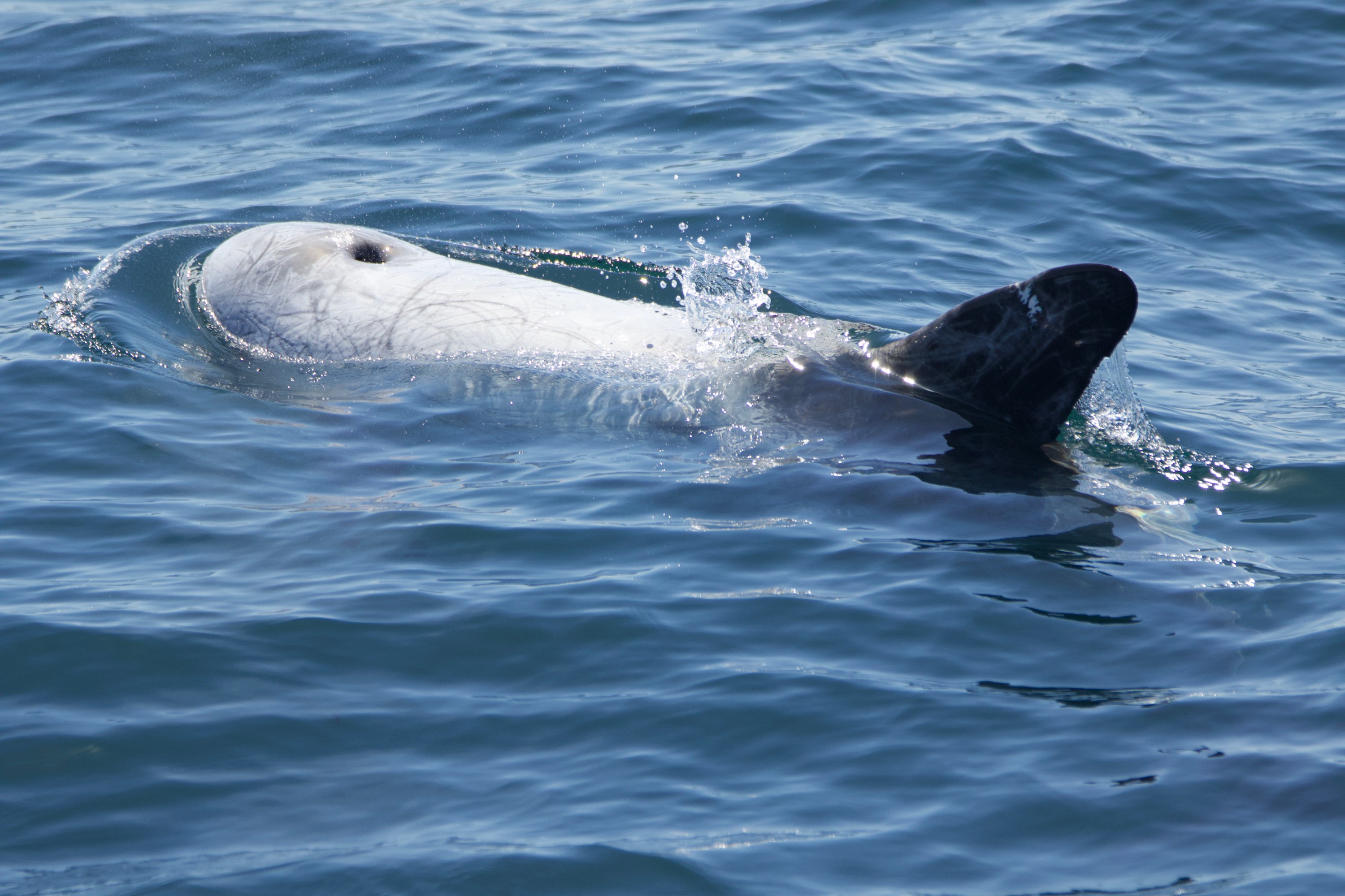 A Risso's dolphin surfacing with water splashing around its dorsal fin.