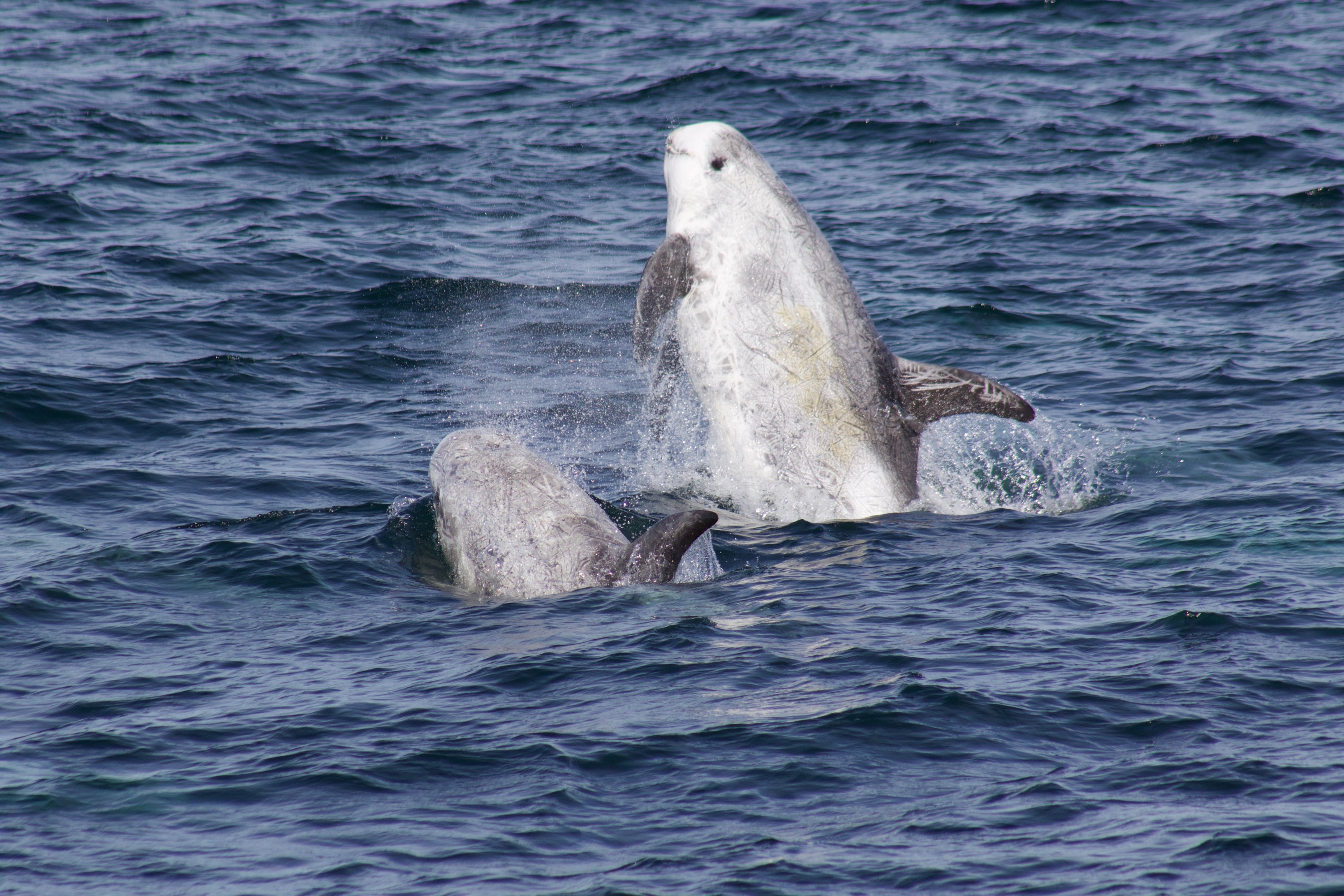 Two dolphins in the ocean, one breaching with water splashing around.