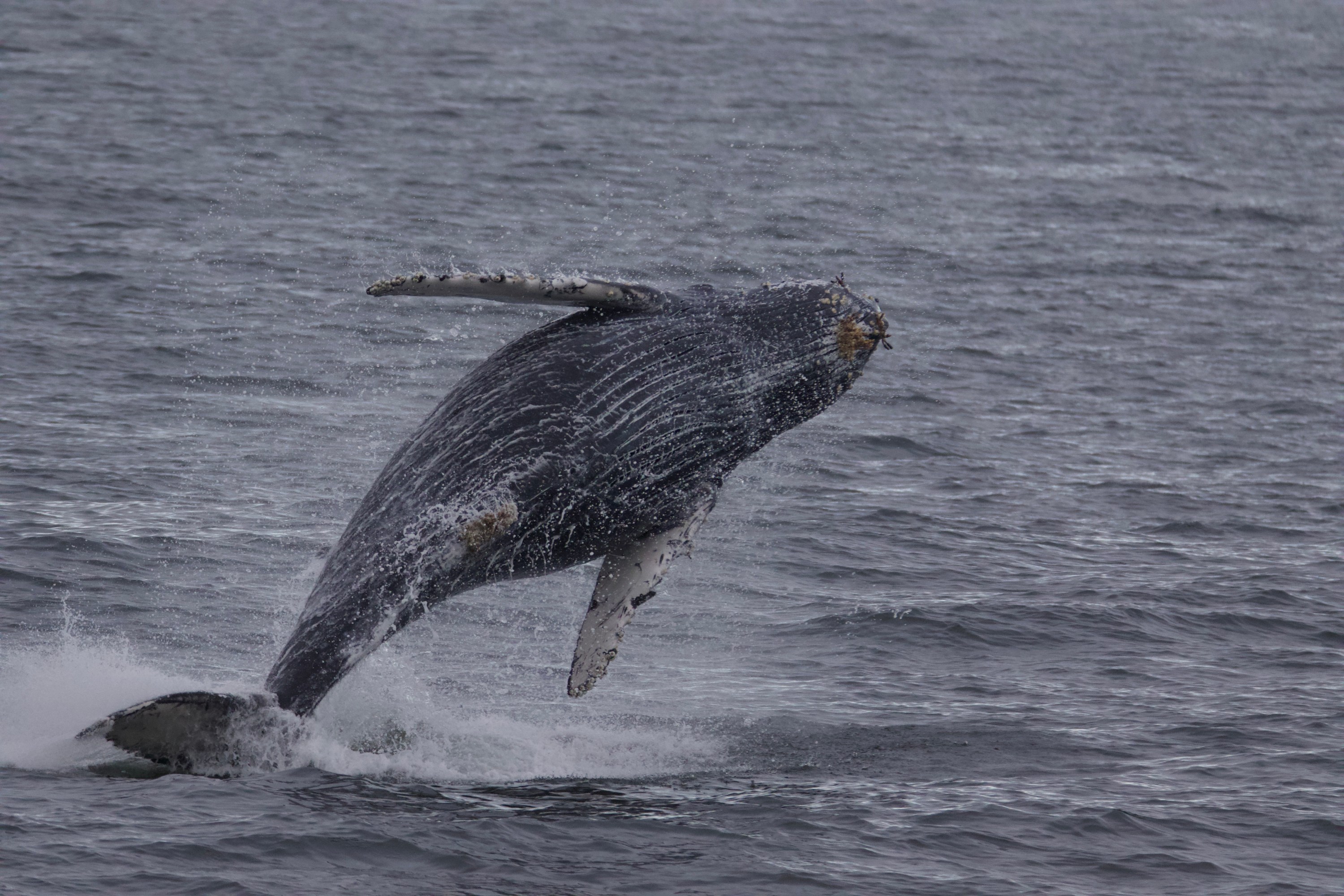Humpback whale breaching above ocean water with splashes around.