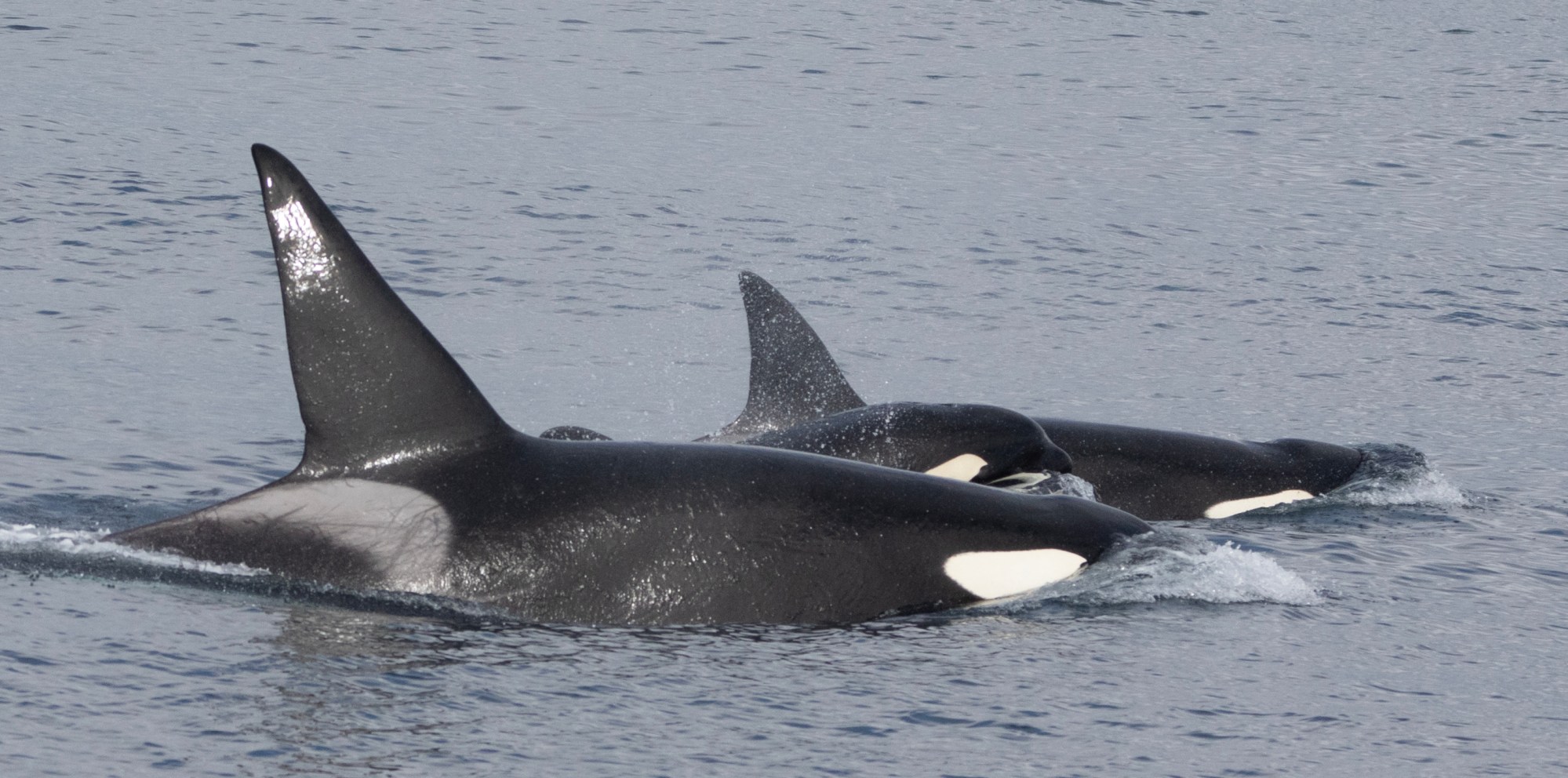 Two orcas swimming side by side in calm ocean water.