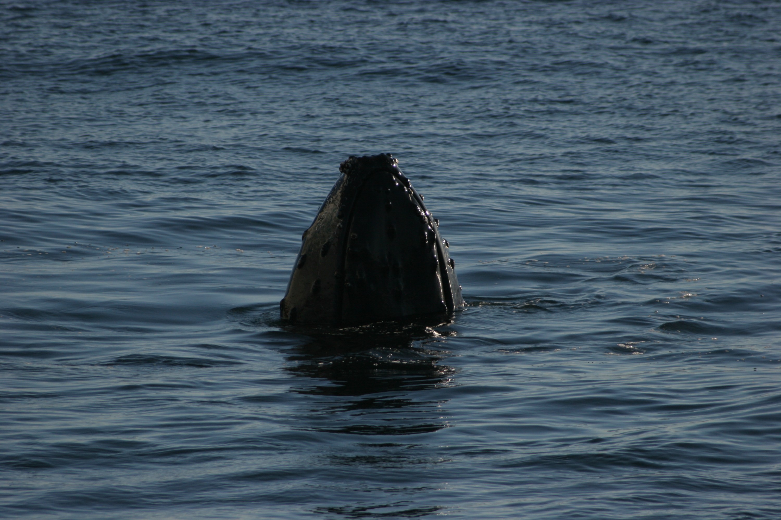 Whale's head emerging from the water in a calm sea.