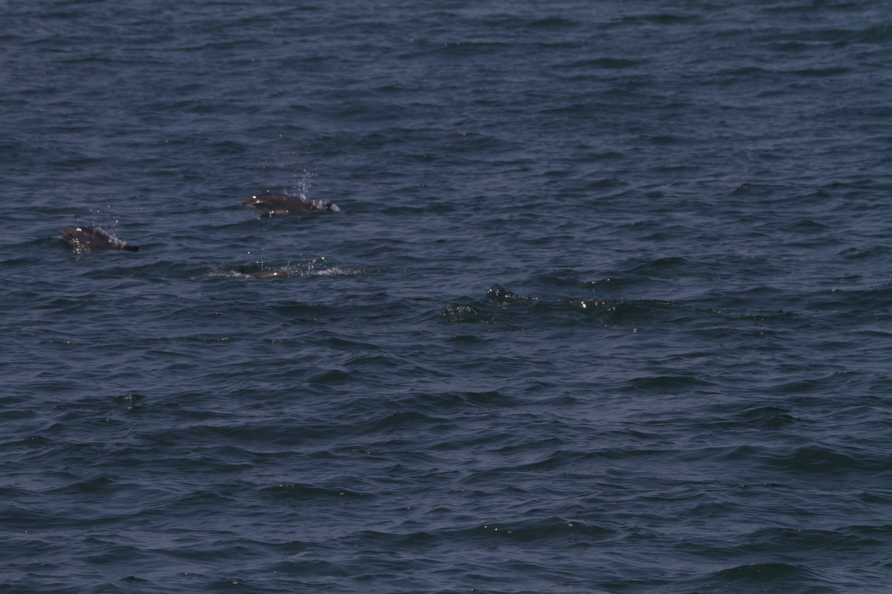 Dolphins swimming and surfacing in the ocean.
