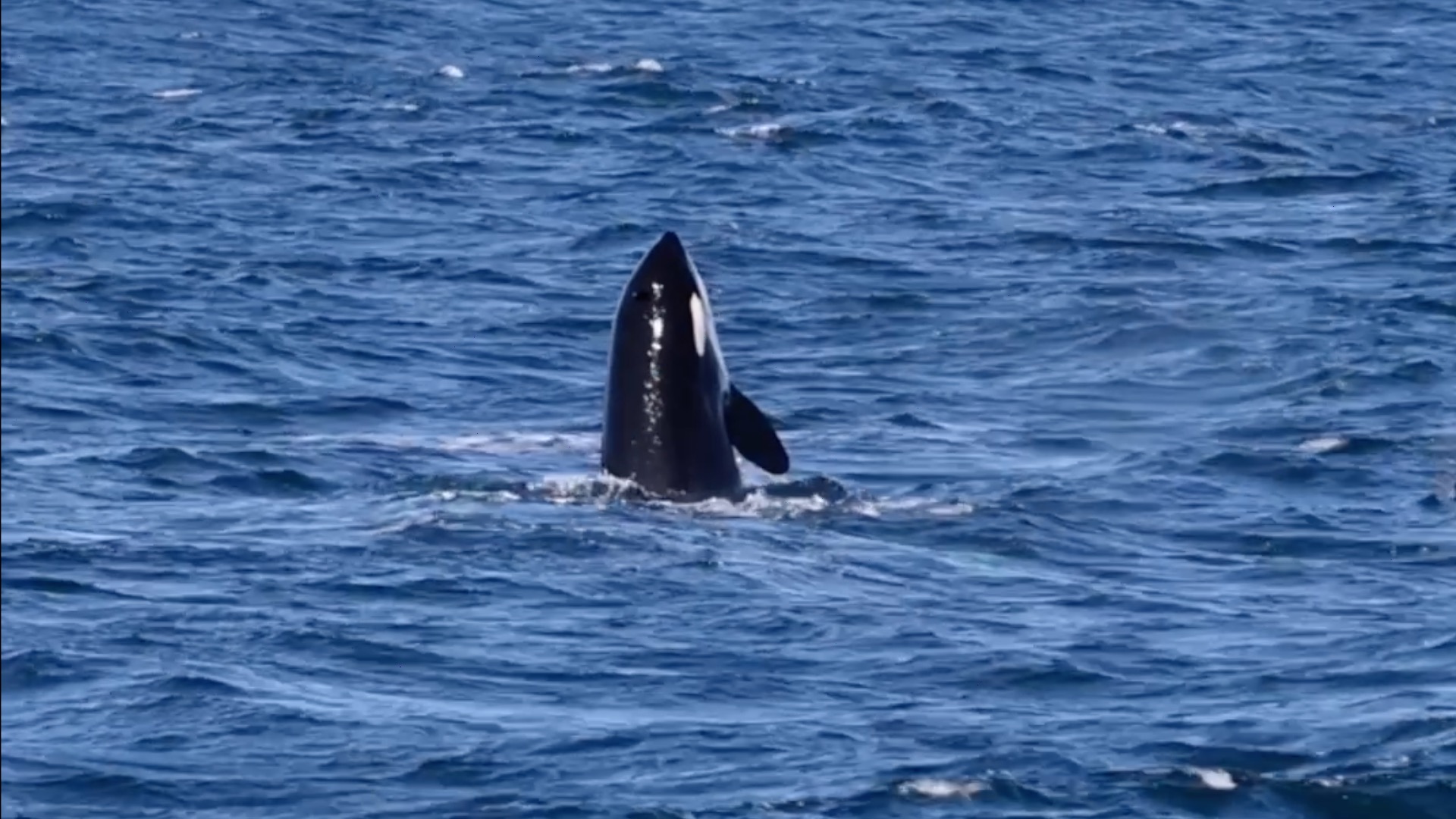 An orca partially emerges from the ocean, surrounded by blue water.