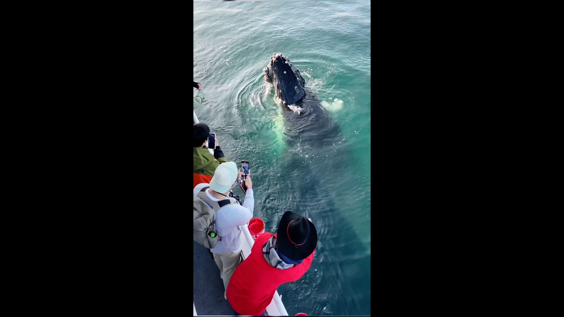 People on a boat observe a whale surfacing in the ocean.