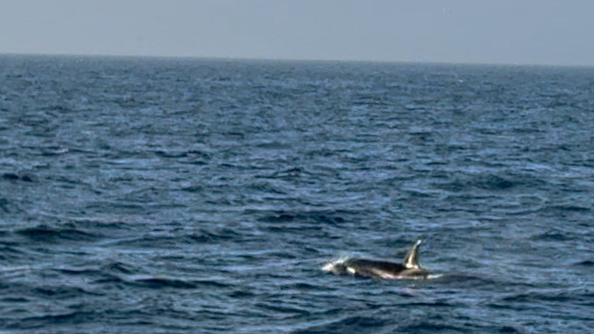 Dolphins swimming in the ocean under a clear sky.