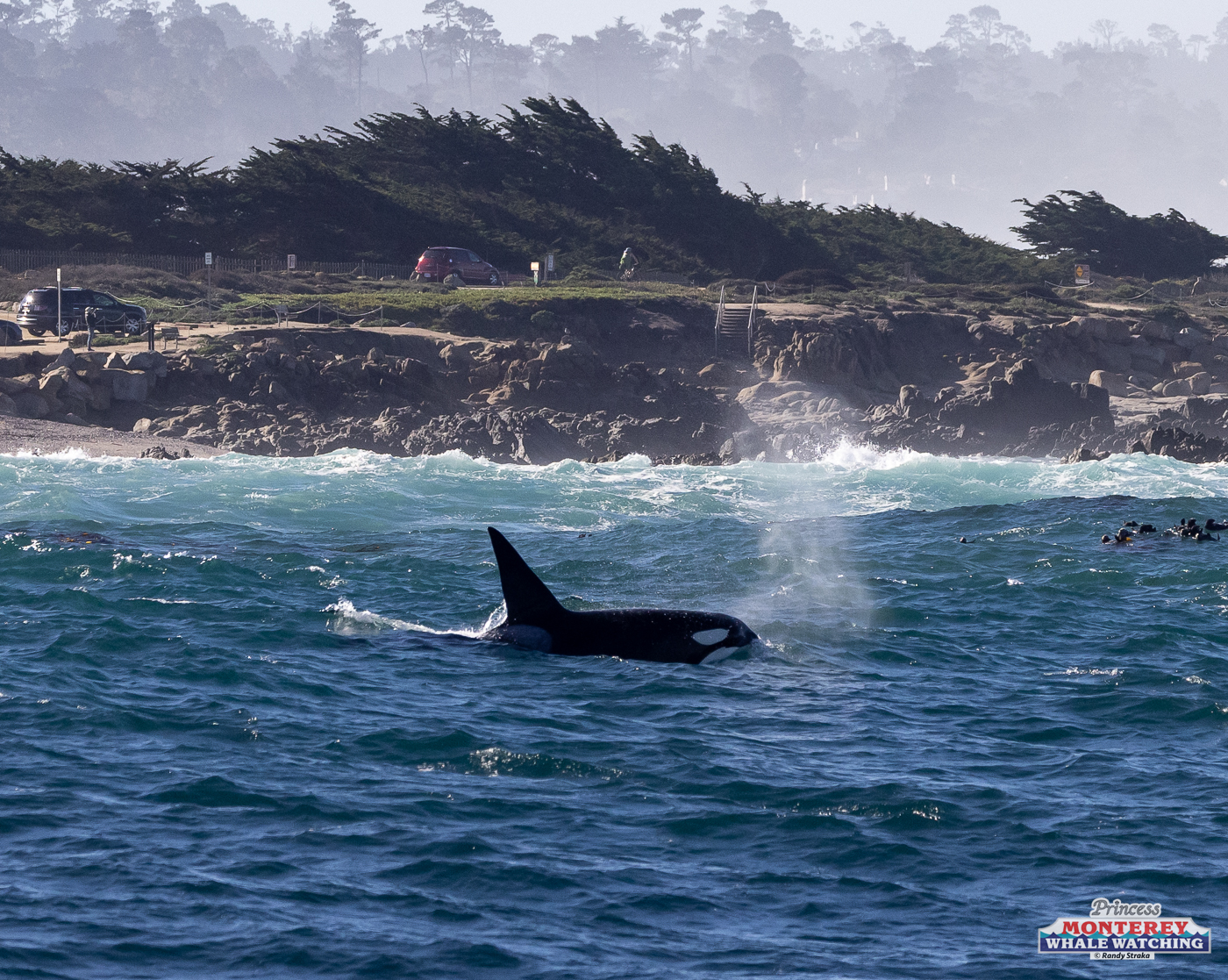 Orca surfacing near rocky shoreline with cars and trees in background.