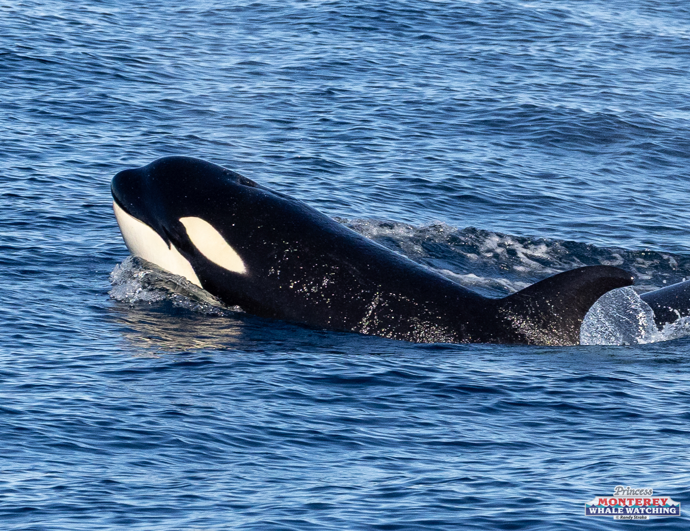 Orca swimming at the ocean surface, partially submerged, with visible dorsal fin.