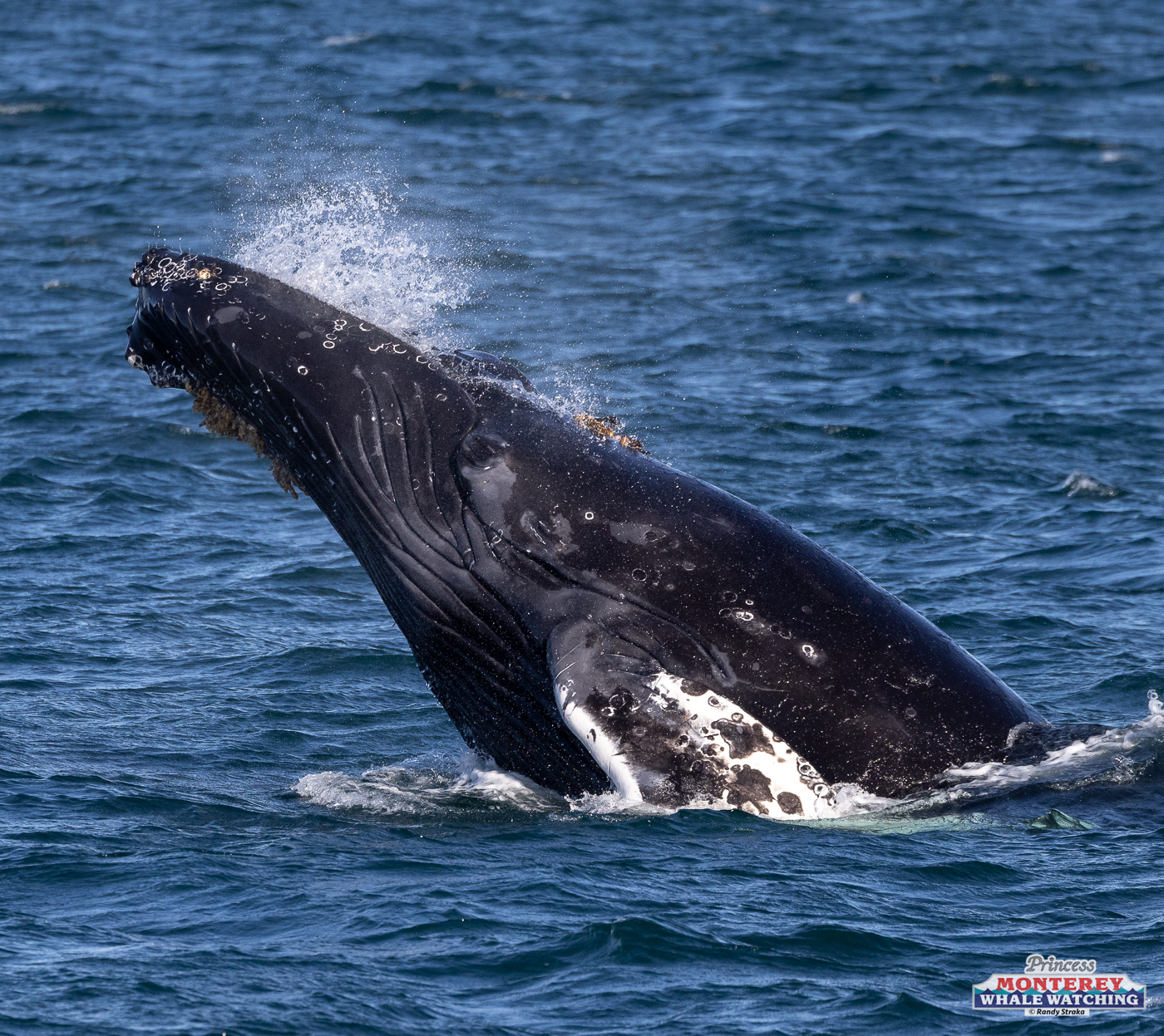 Humpback whale breaching water, showing head and upper body against a blue ocean background.