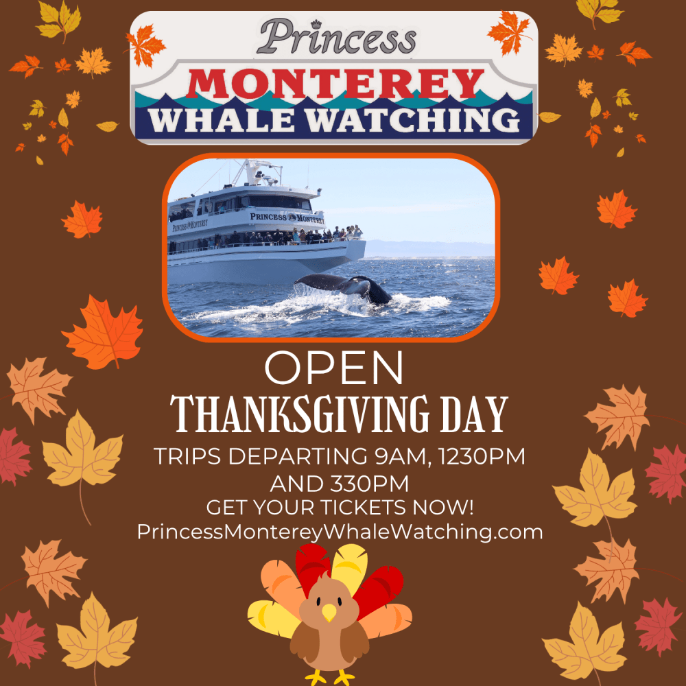 Whale watching poster with boat, whale, leaves, and a turkey. Trips on Thanksgiving Day. Princess Monterey.