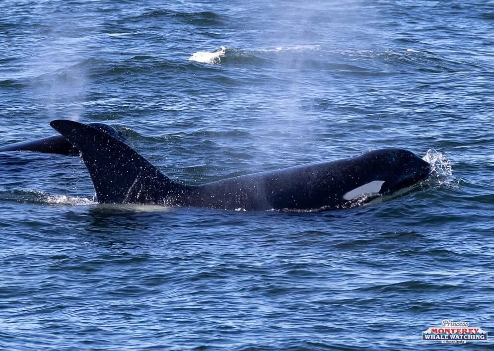 Orca surfacing in ocean, blowing water mist from its blowhole.