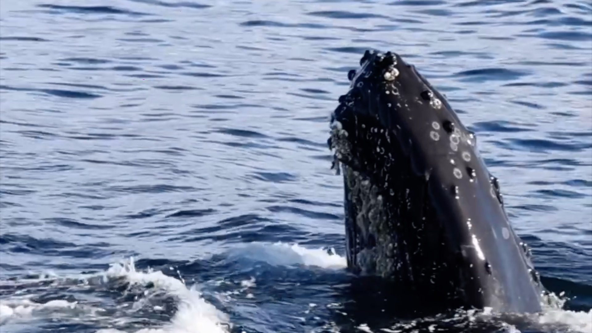 A whale's head emerges from the ocean, covered in barnacles.