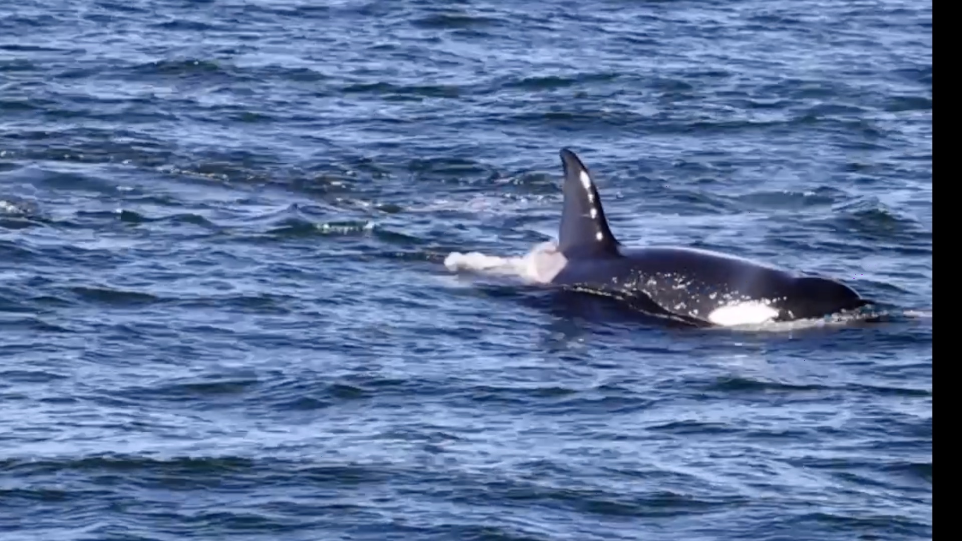 Orca swimming in the ocean with its dorsal fin above water surface.