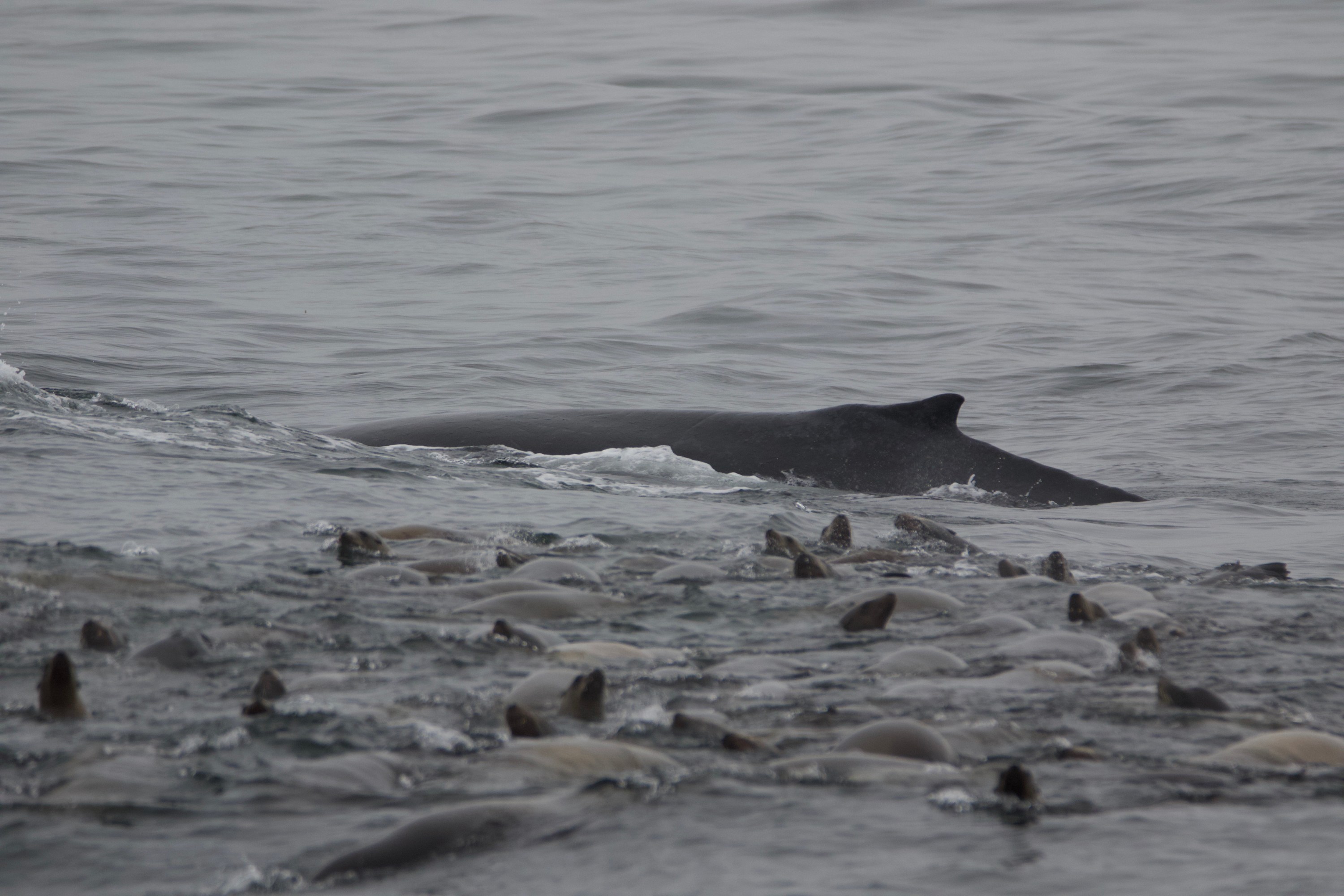 Whale surfacing near a group of seals swimming in the ocean.