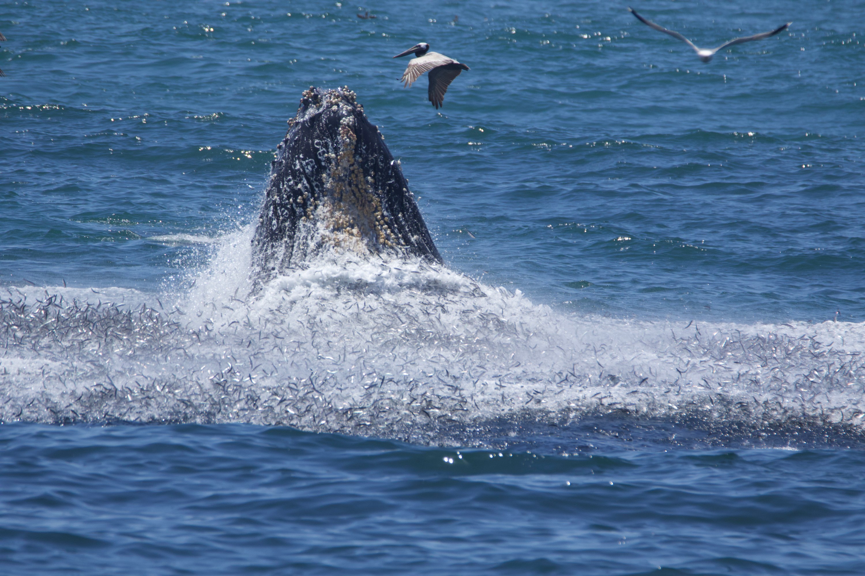 Whale breaching with mouth open, surrounded by seagulls and water splash.