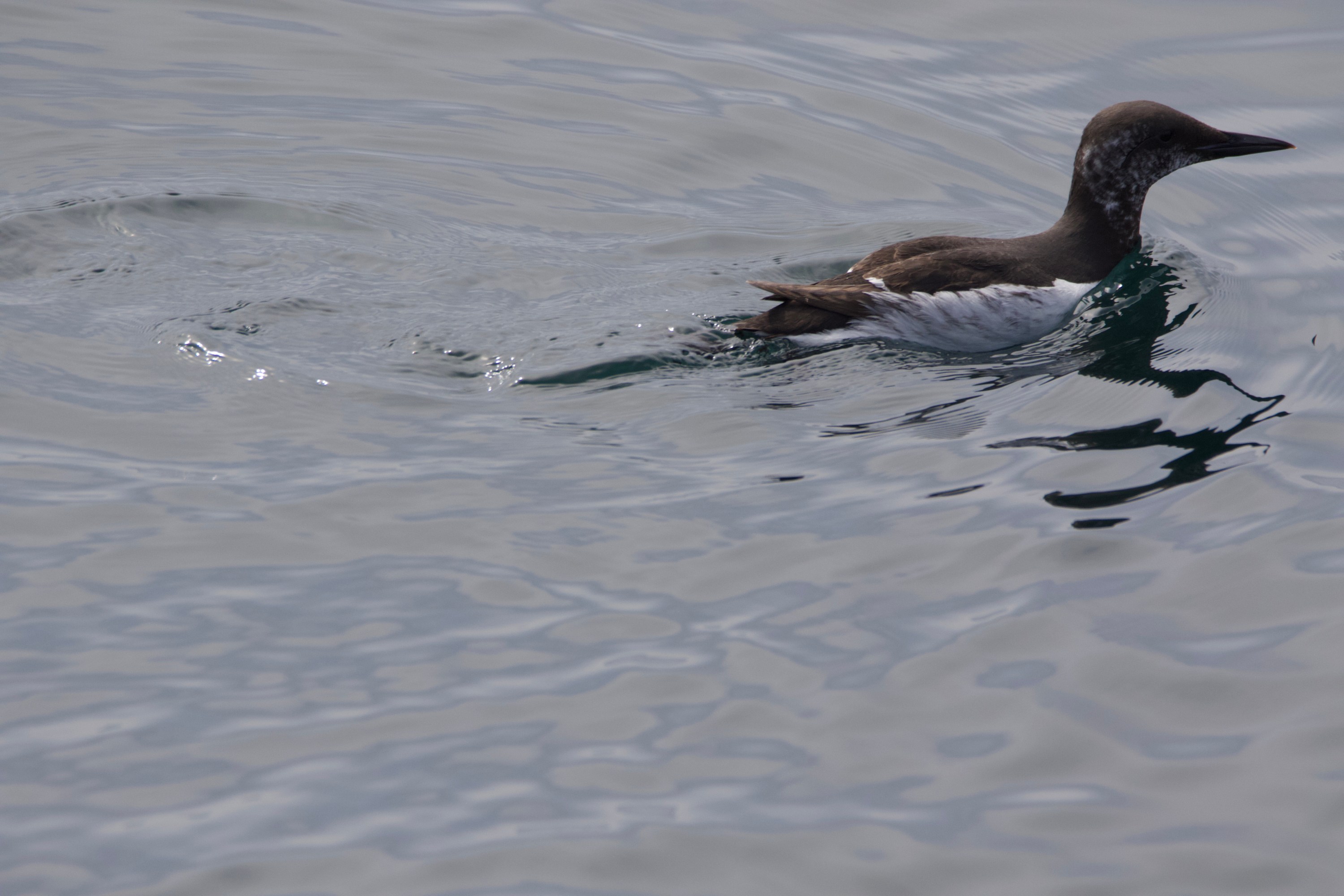 A brown and white seabird swimming on calm, reflective water.