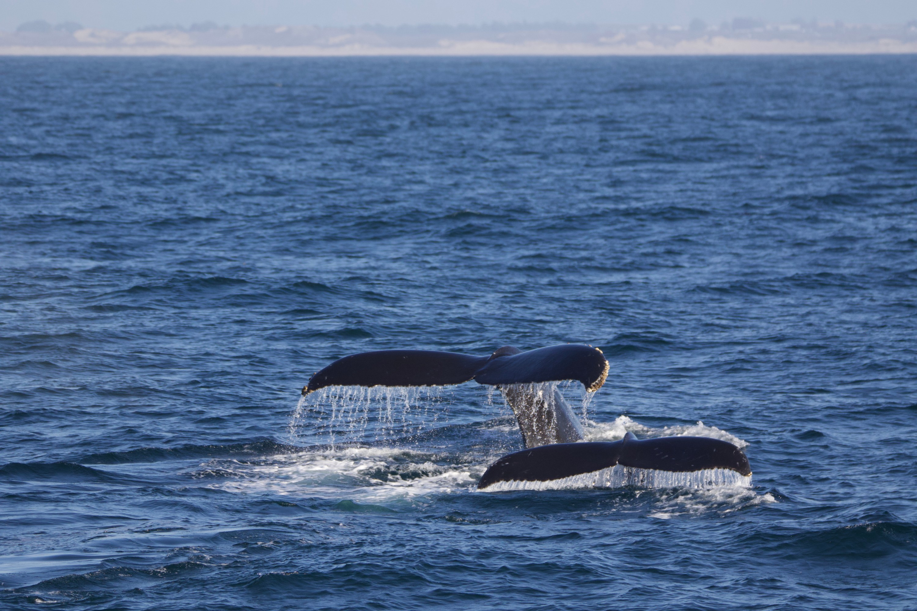 Two whale tails above water with splashes in the ocean under a blue sky.