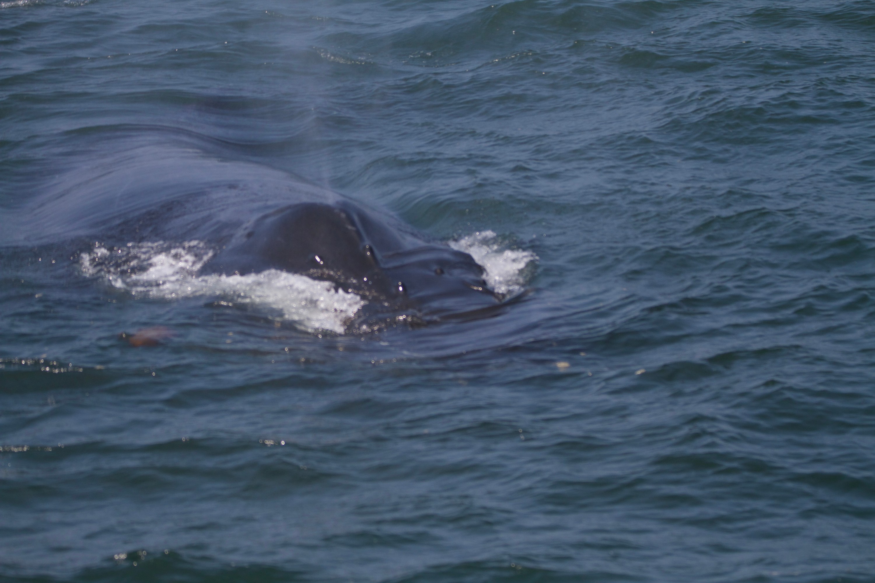 Whale surfacing in the ocean, expelling water spout, partially submerged.