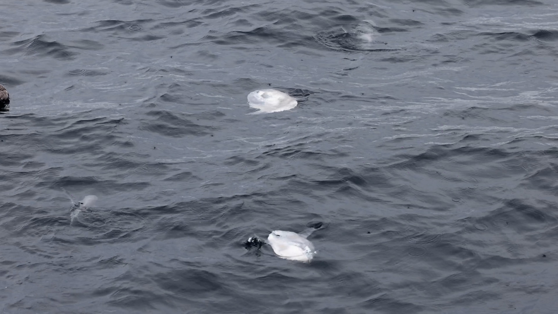Several jellyfish floating on dark, rippled water surface.