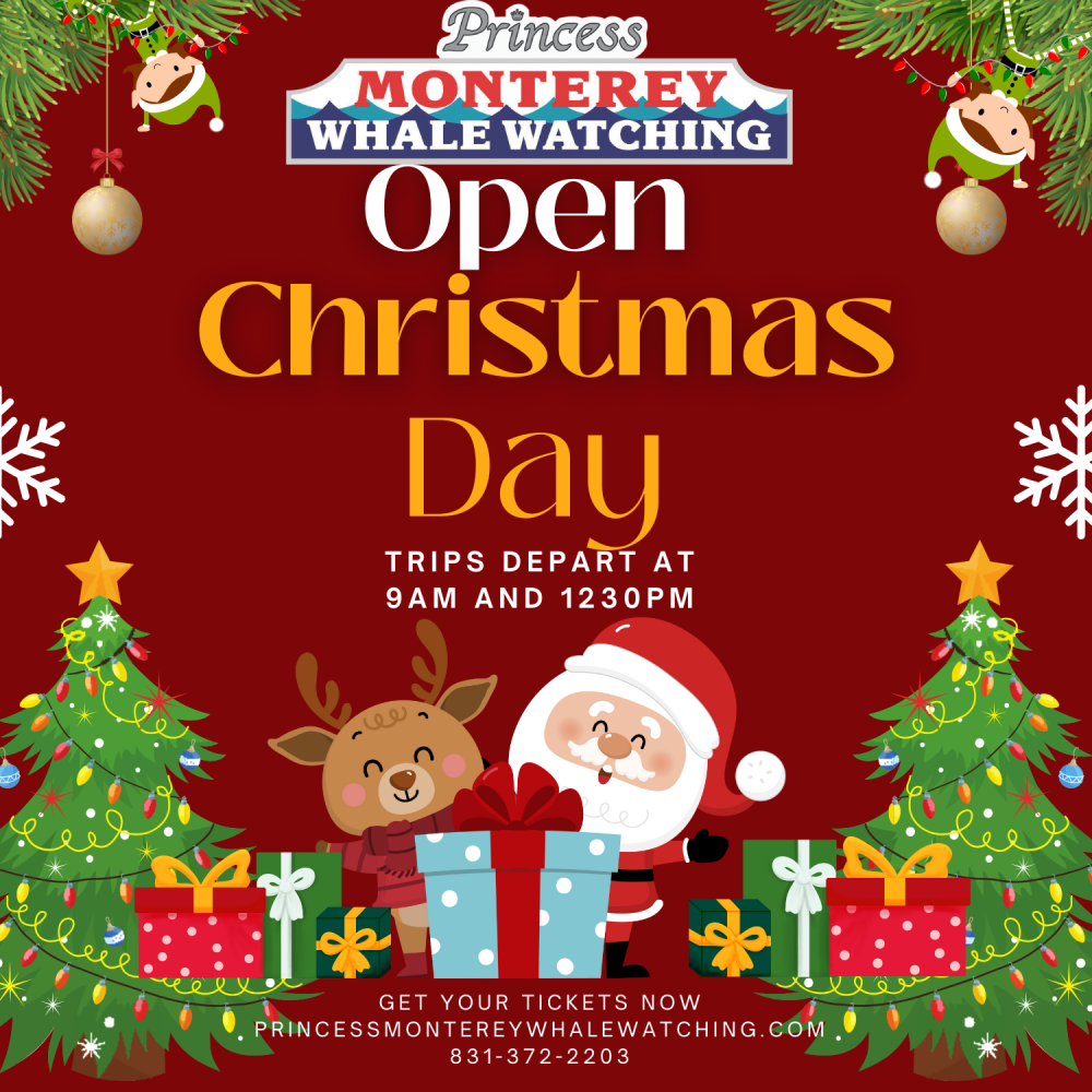 Christmas-themed whale watching ad with Santa, reindeer, and presents.