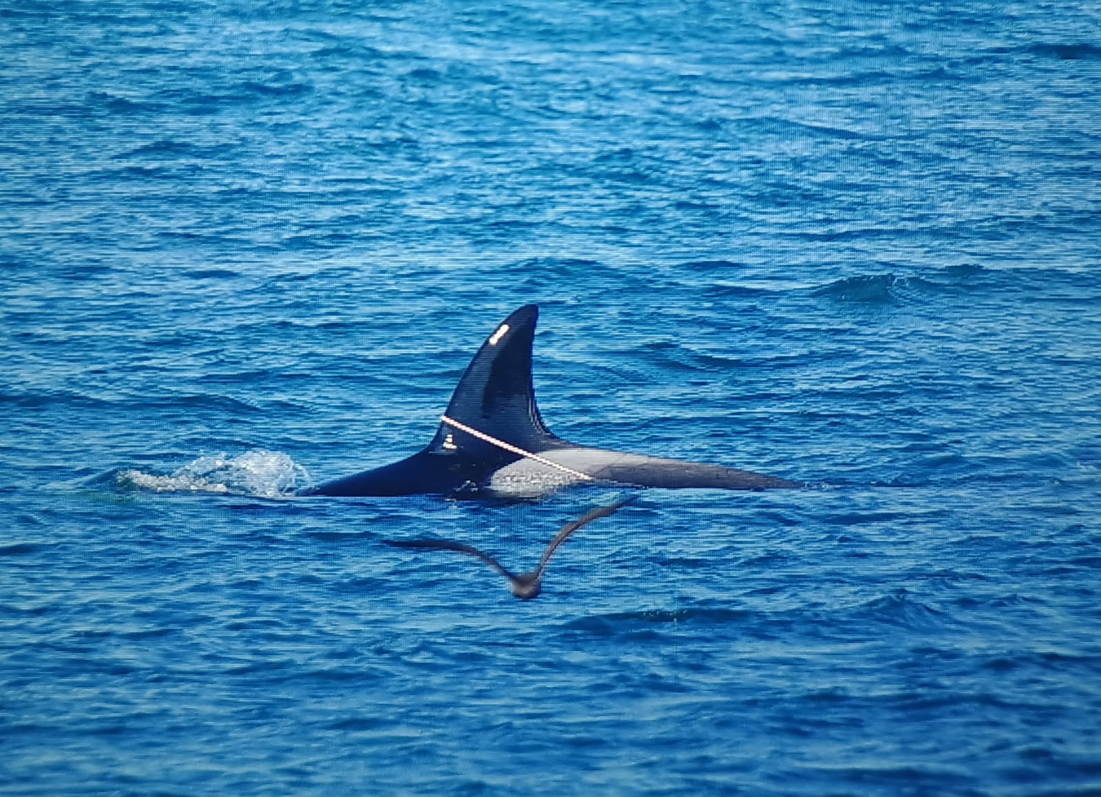 Orca fin above water in the blue sea with a bird flying nearby.