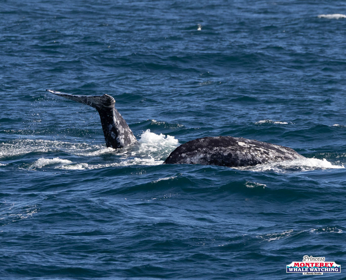 Gray whale tail and back visible above ocean waves.