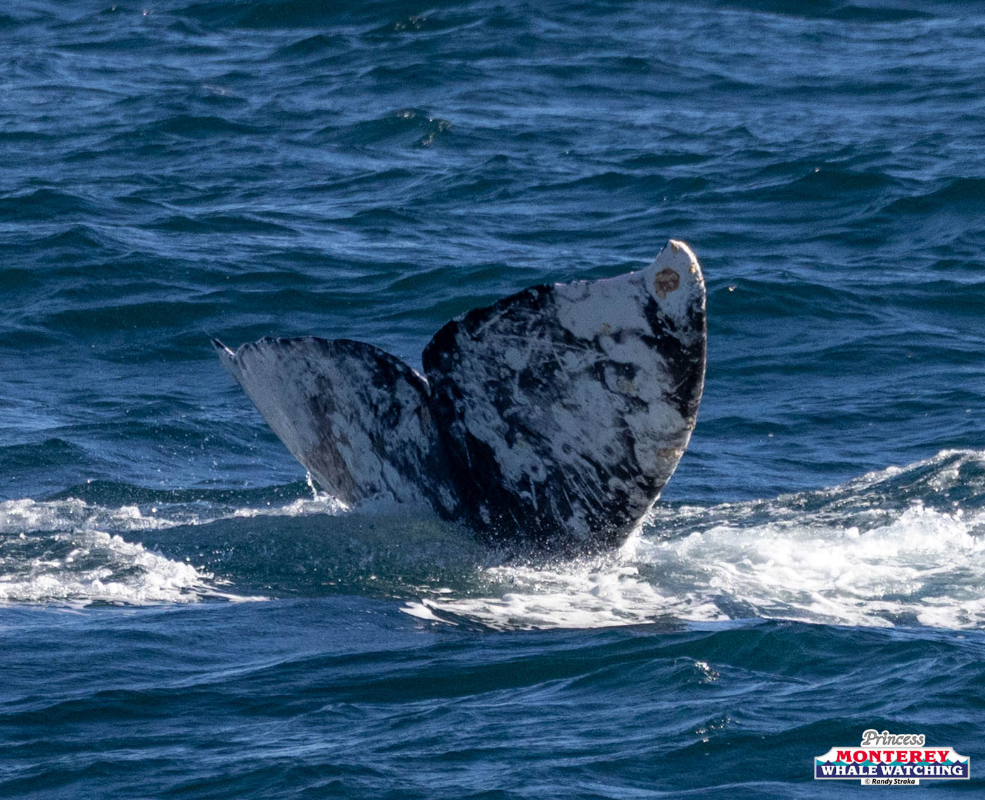 Whale tail emerging from the ocean water with visible splash surrounding it.