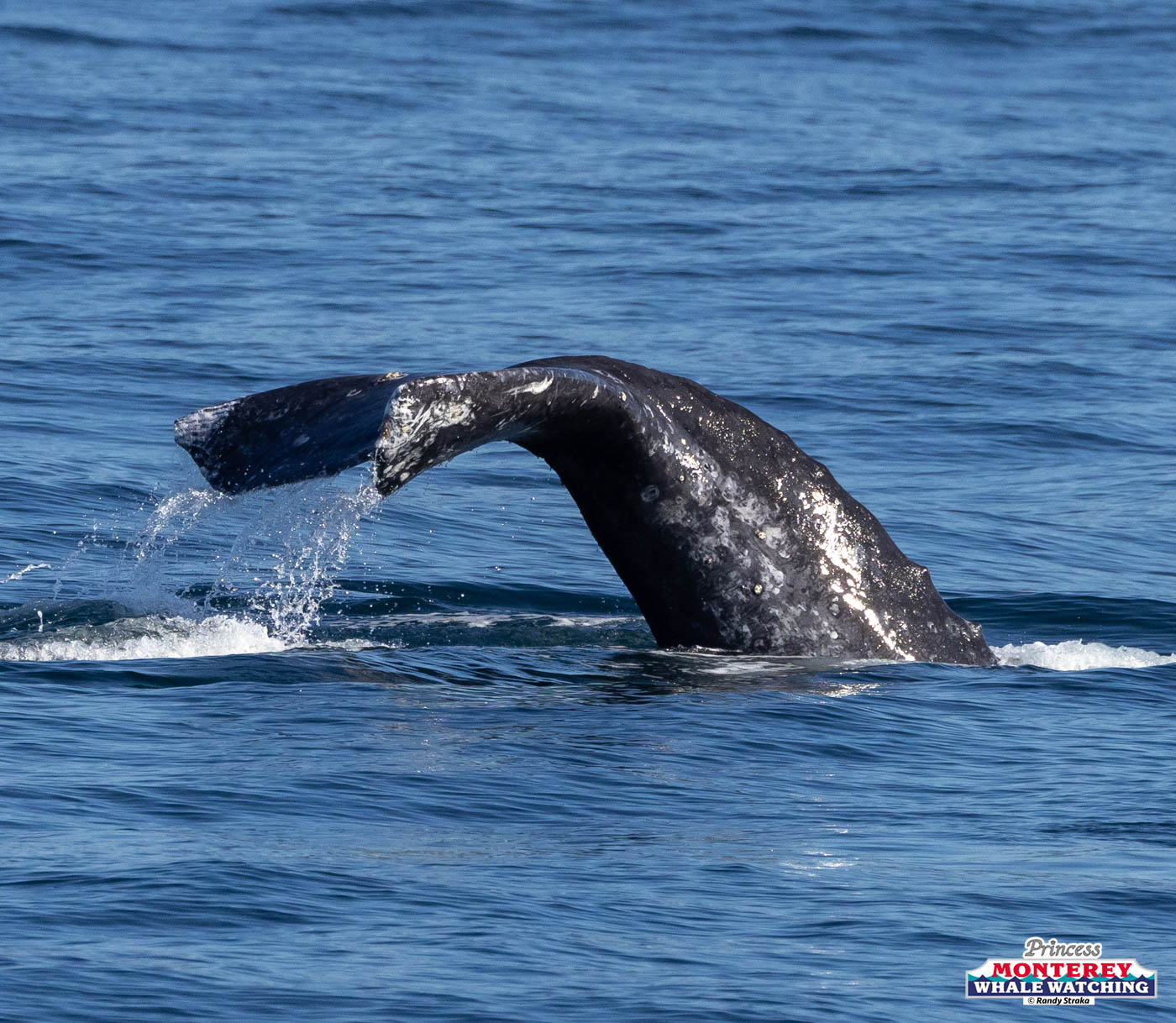 A whale tail emerging from the ocean, water cascading off it.