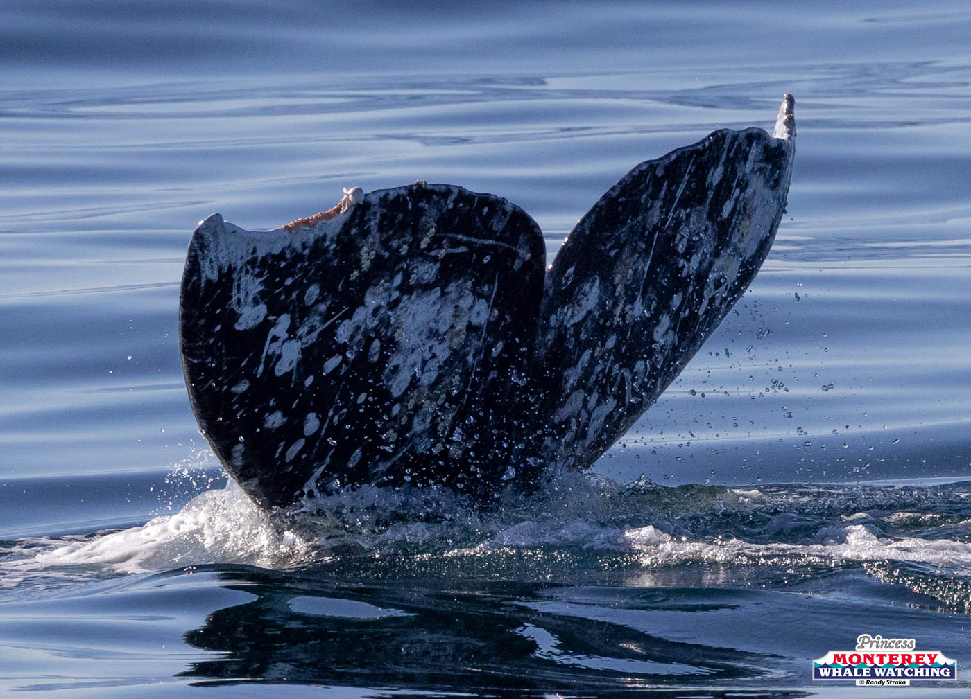 Whale tail rising from the water, showing distinctive white markings.