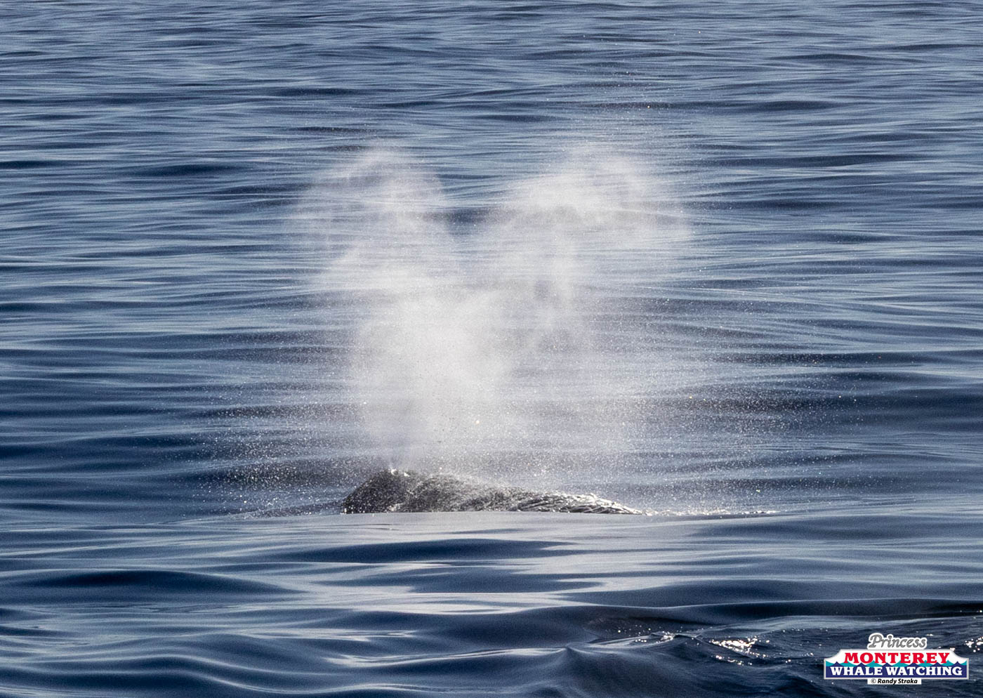 Whale spout spraying water into the air on a calm ocean surface.